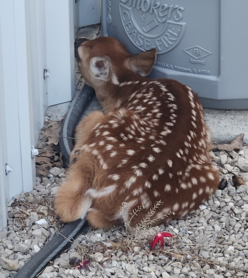 Ozark Hills K-9 Inn Lebanon