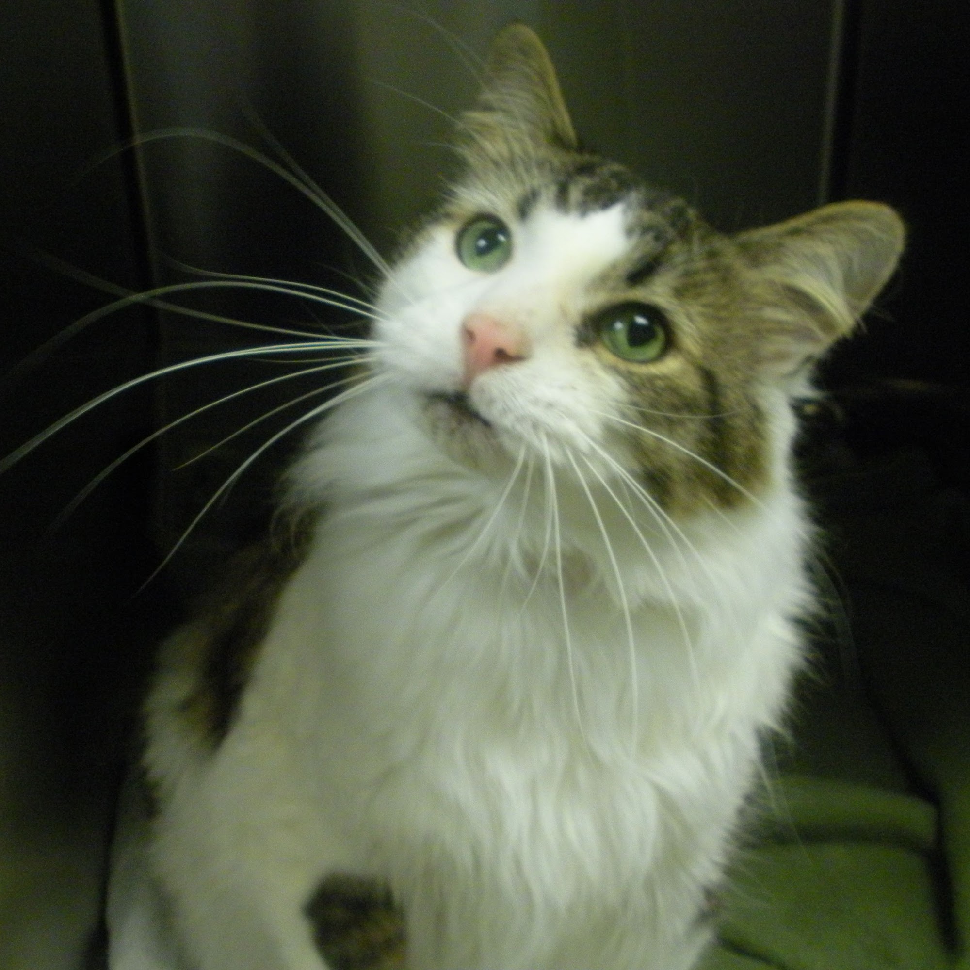 Lakewood Animal Health Center Lee's Summit