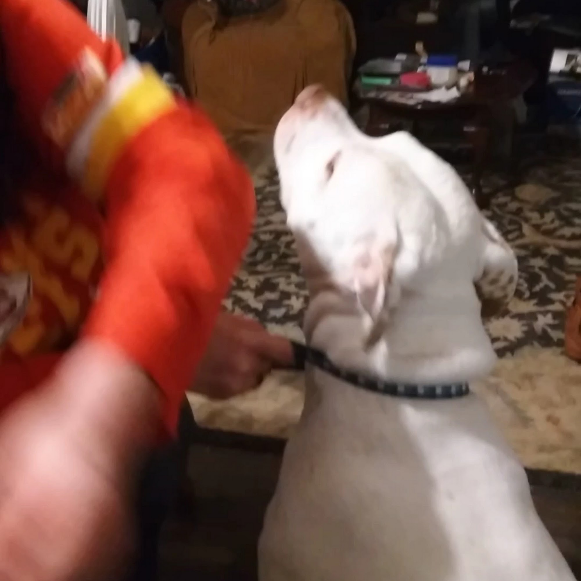 Lee's Summit Animal Hospital Lee's Summit