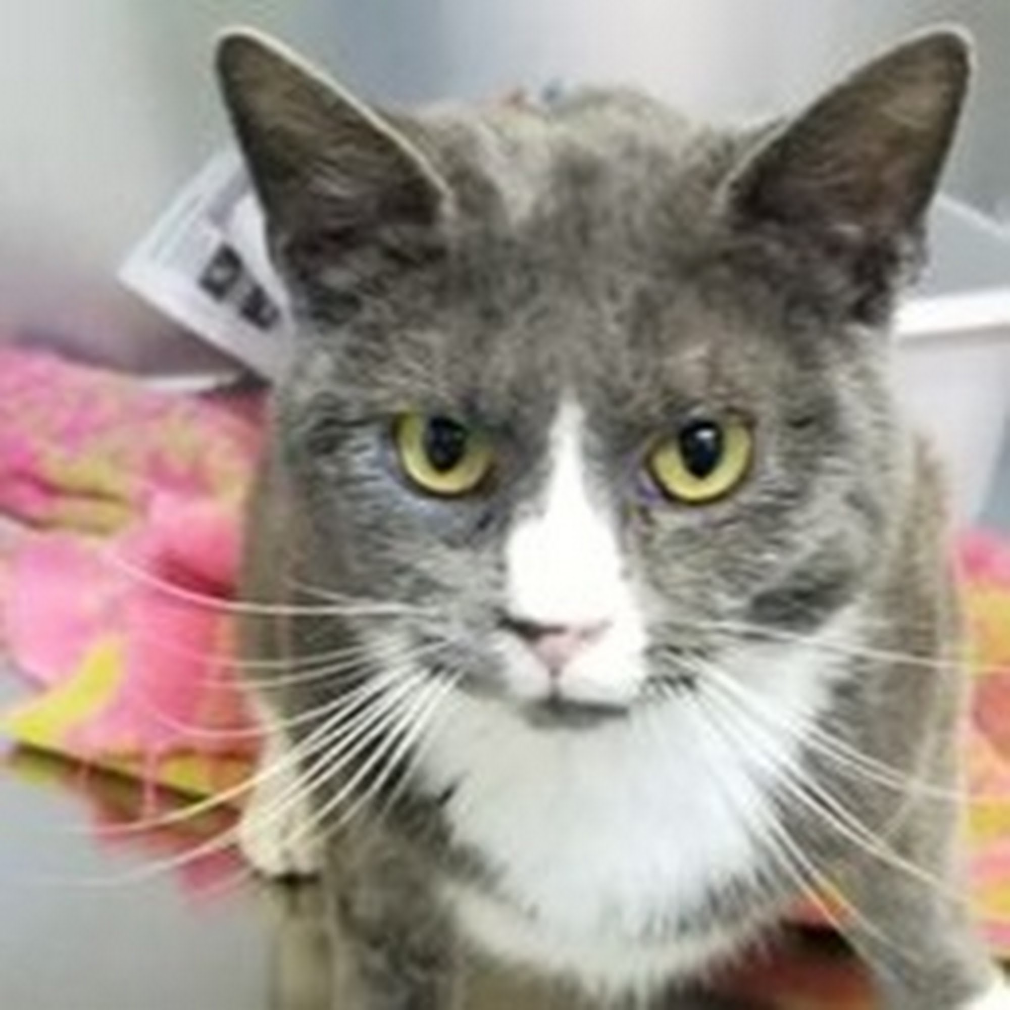 Green Summit Animal Clinic Lee's Summit