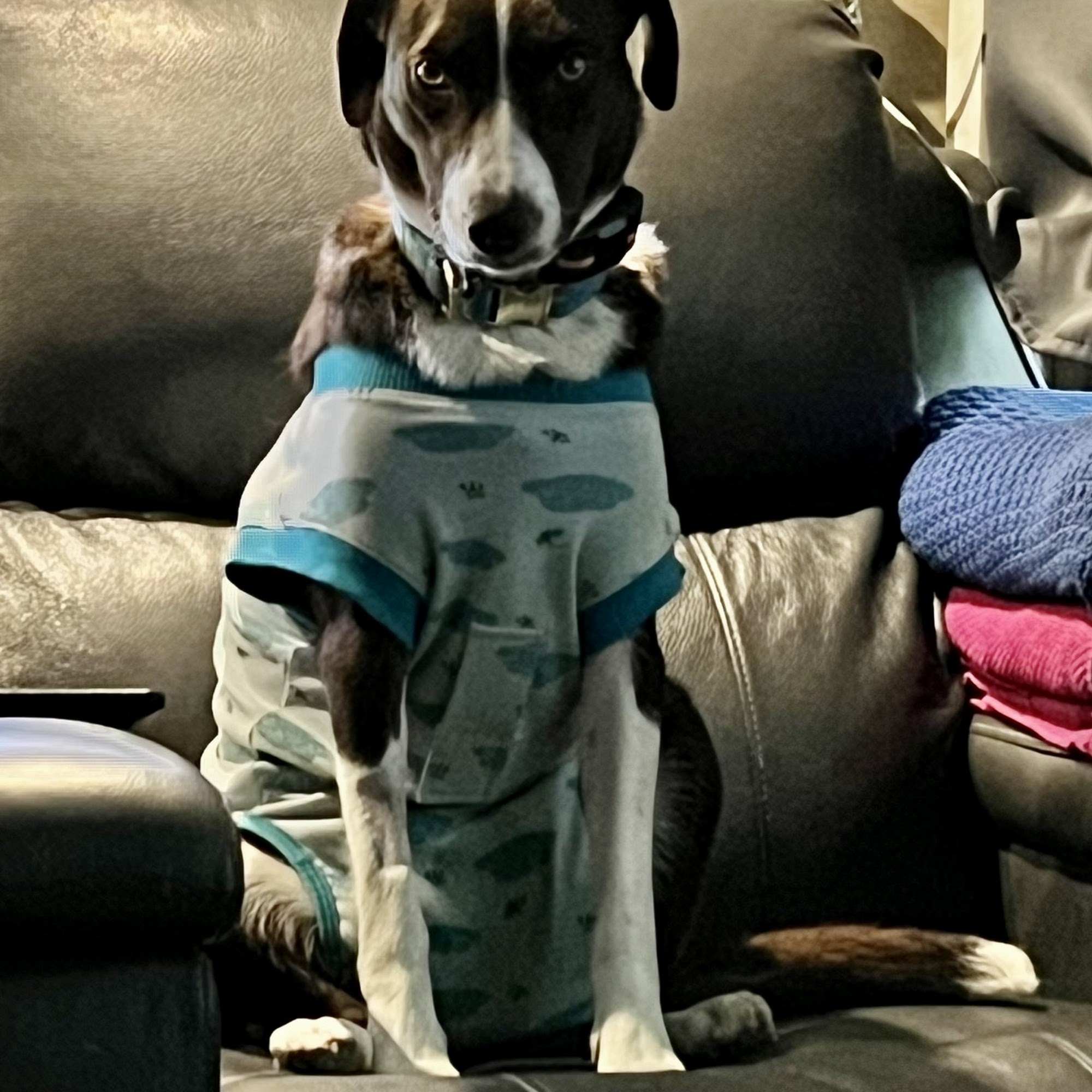 Raintree Animal Animal Hospital Lee's Summit