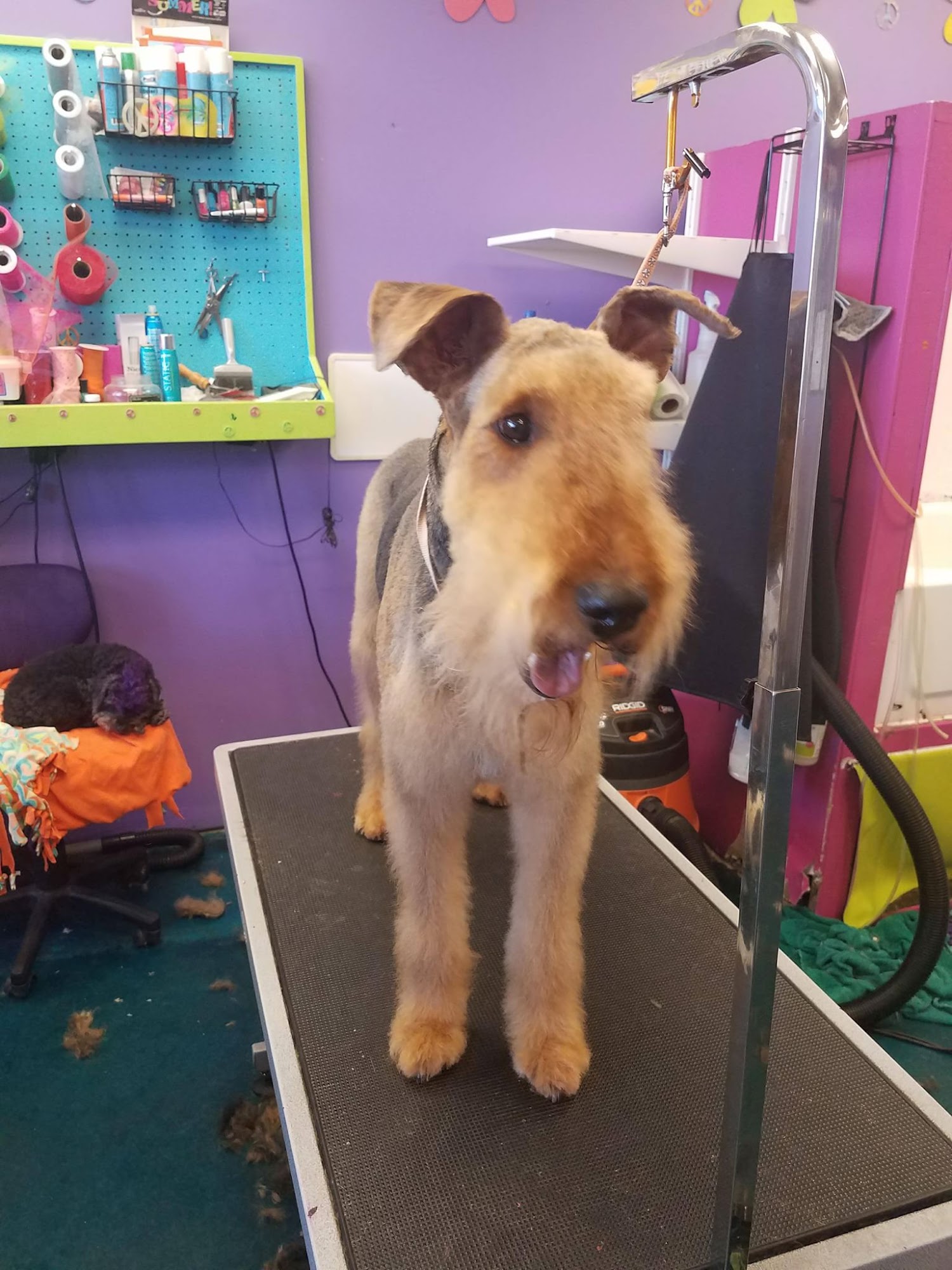 Peace Paws Grooming Salon Lee's Summit