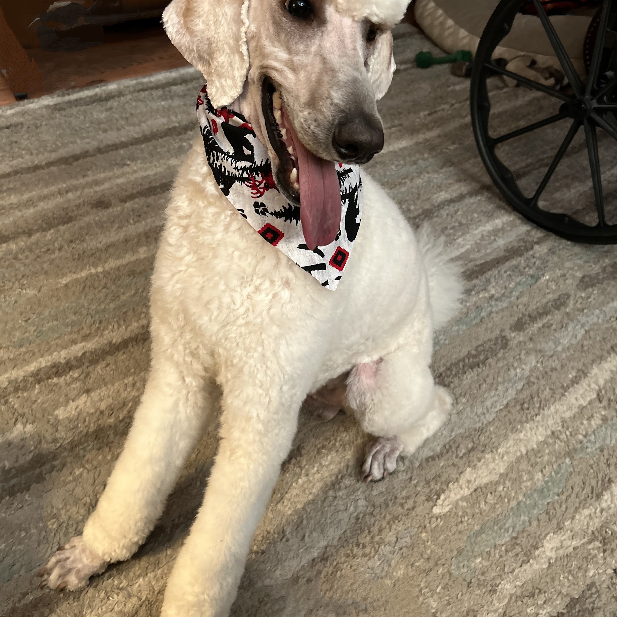 Golden Paws Grooming & Boarding Lee's Summit