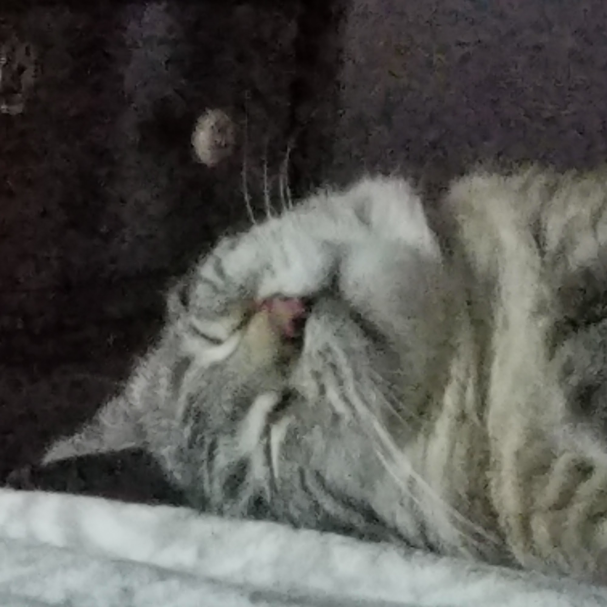 Veterinary Center of Liberty Liberty