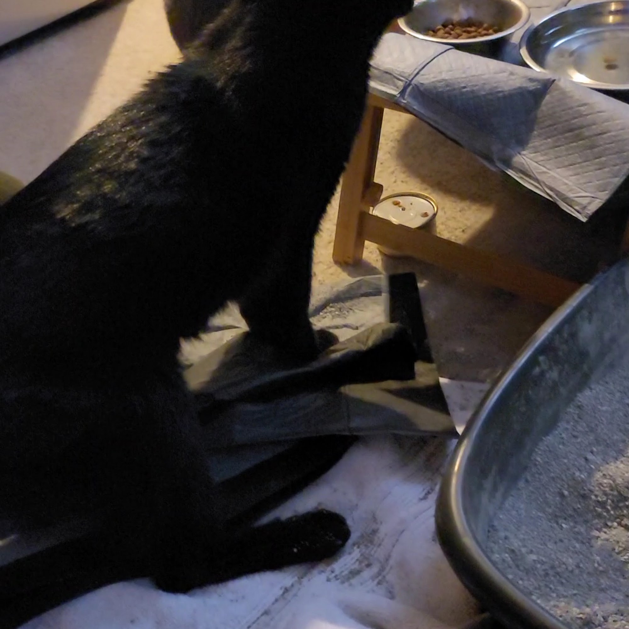 Ark Animal Hospital Liberty