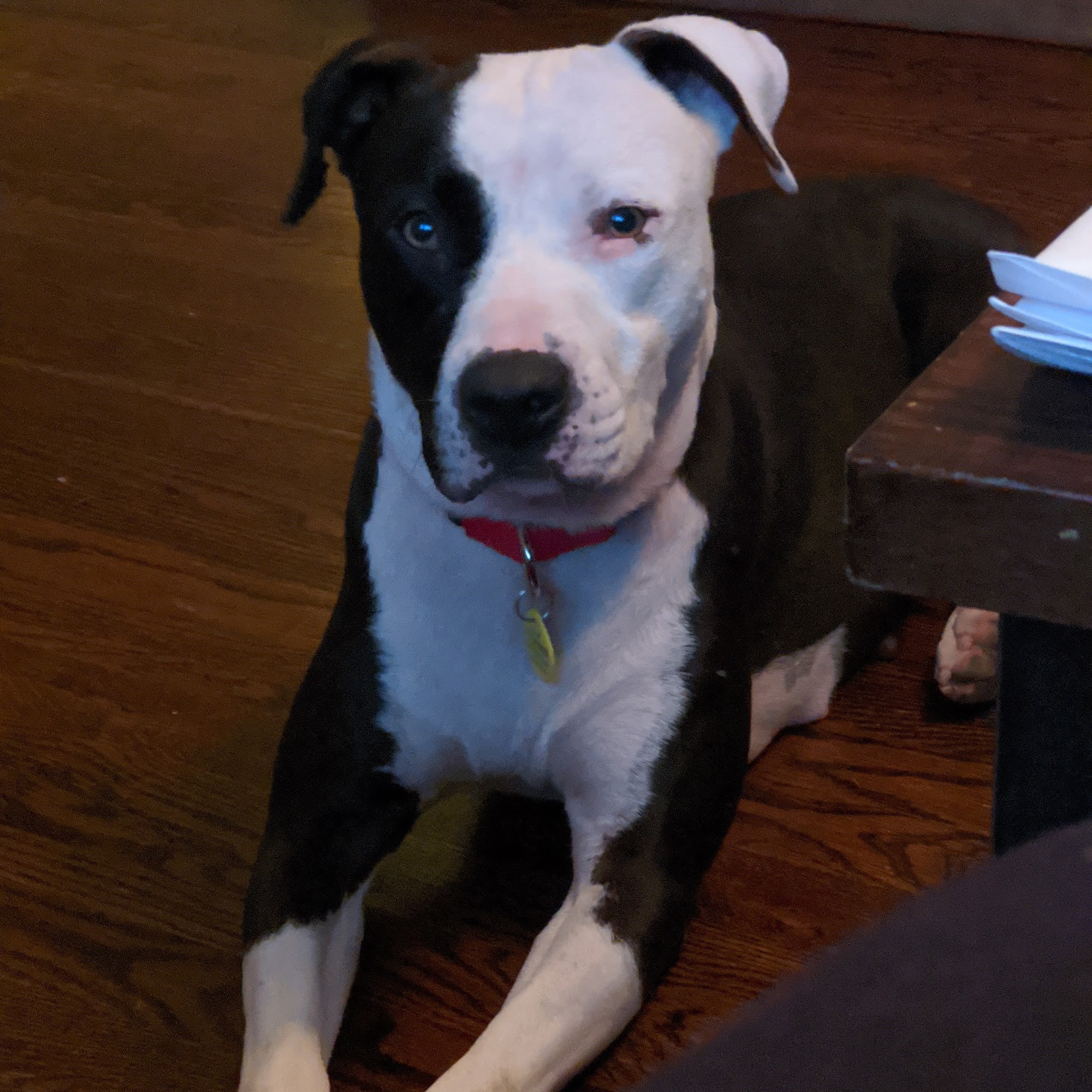 Loving Care Animal Health Liberty