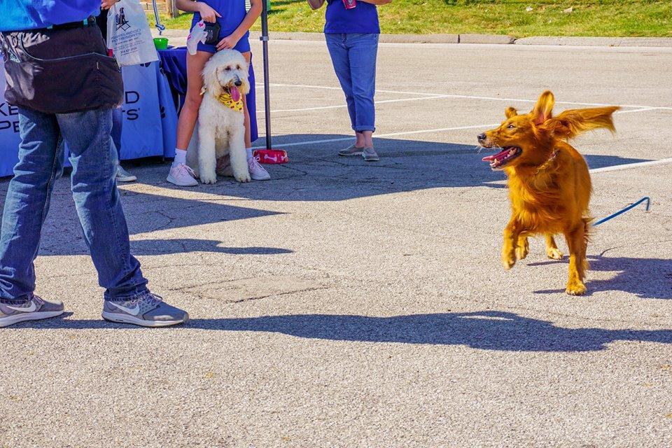 Kennelwood Pet Resort Manchester