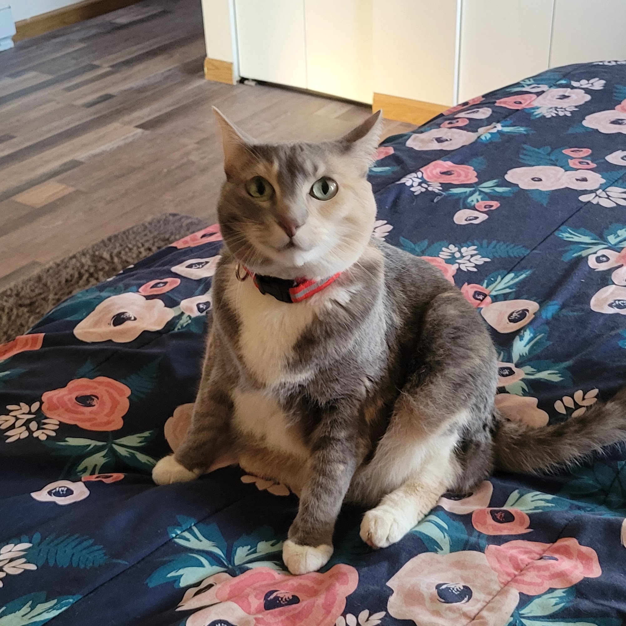 Marceline Veterinary Clinic