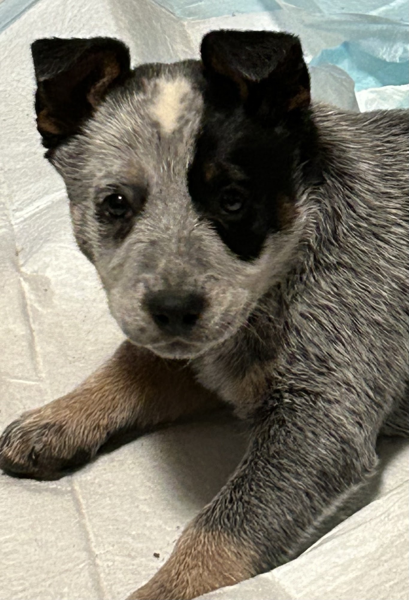 Saline County Veterinary Services, Inc. Marshall