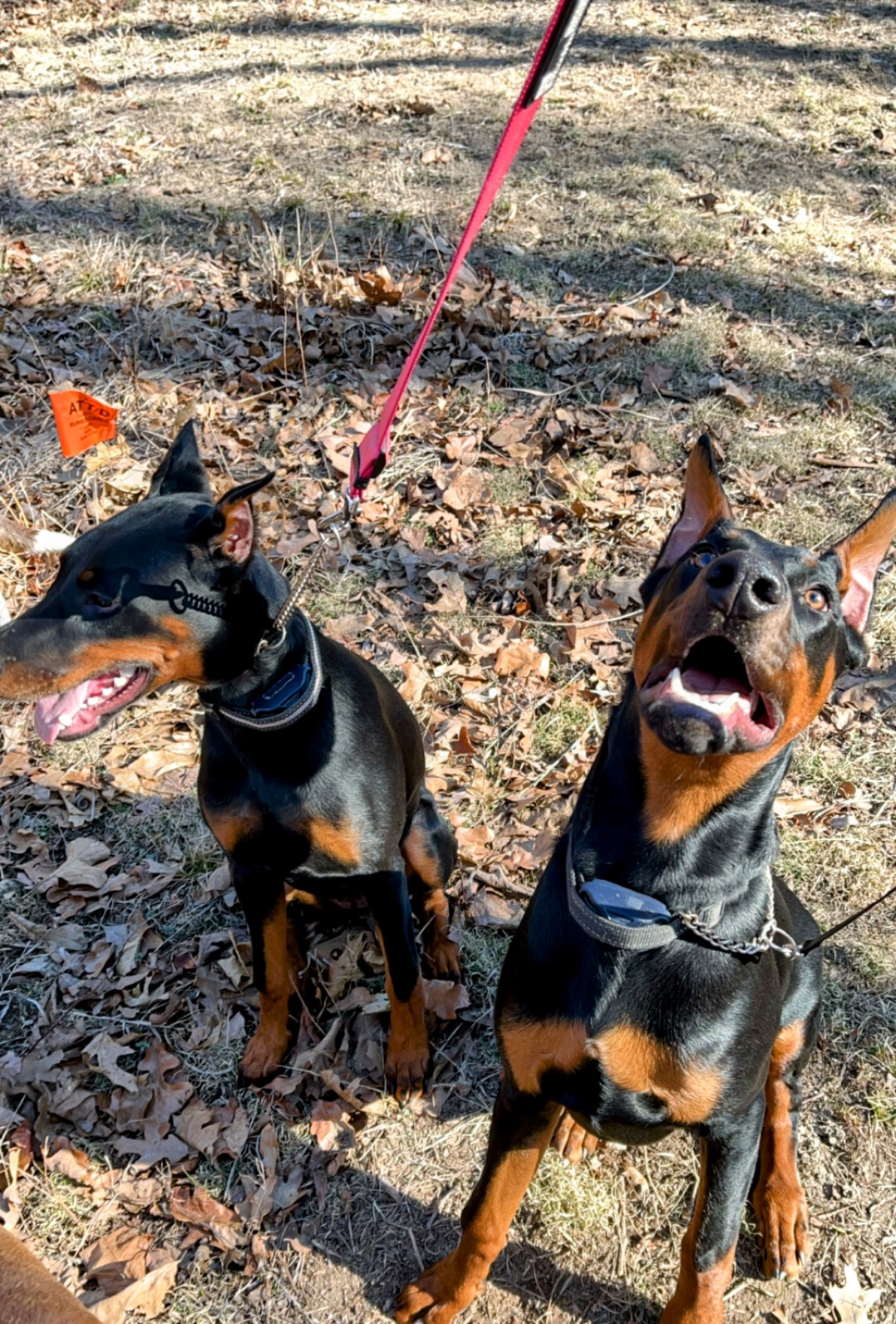 Blumhorst Veterinary Hospital Marshall