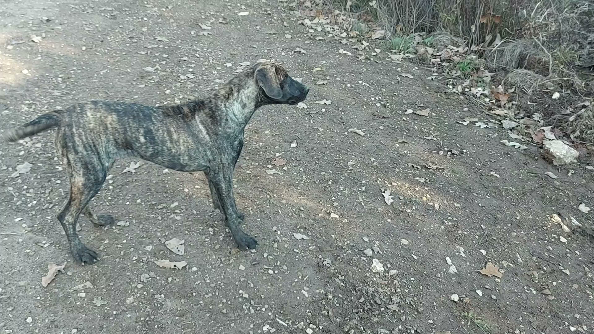 GreatDanes4U Marshfield