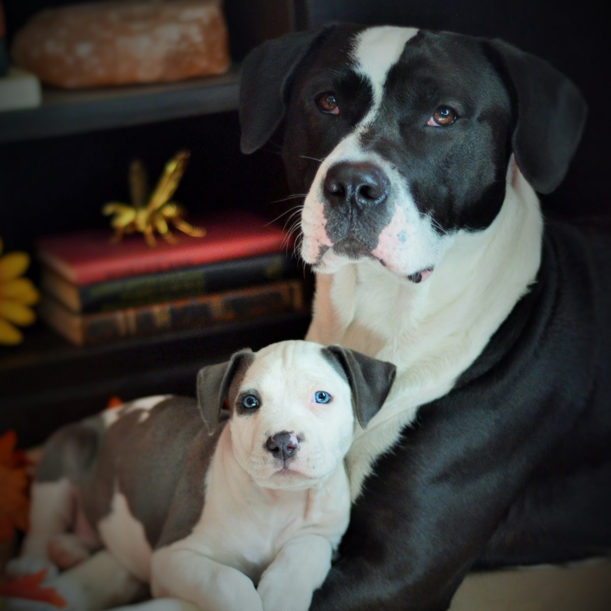 Family Animal Hospital Maryland Heights