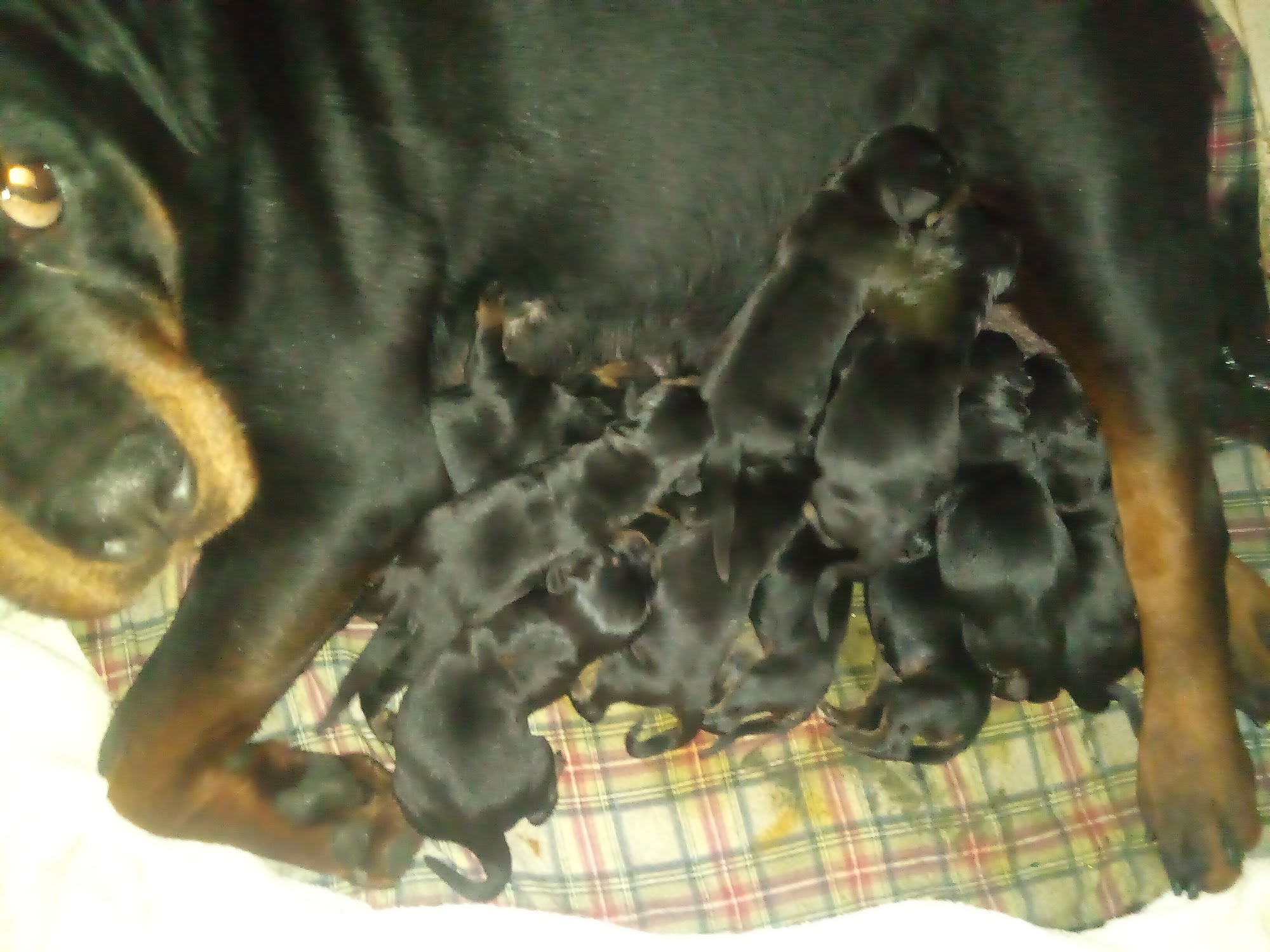 Nodaway Veterinary Clinic Maryville