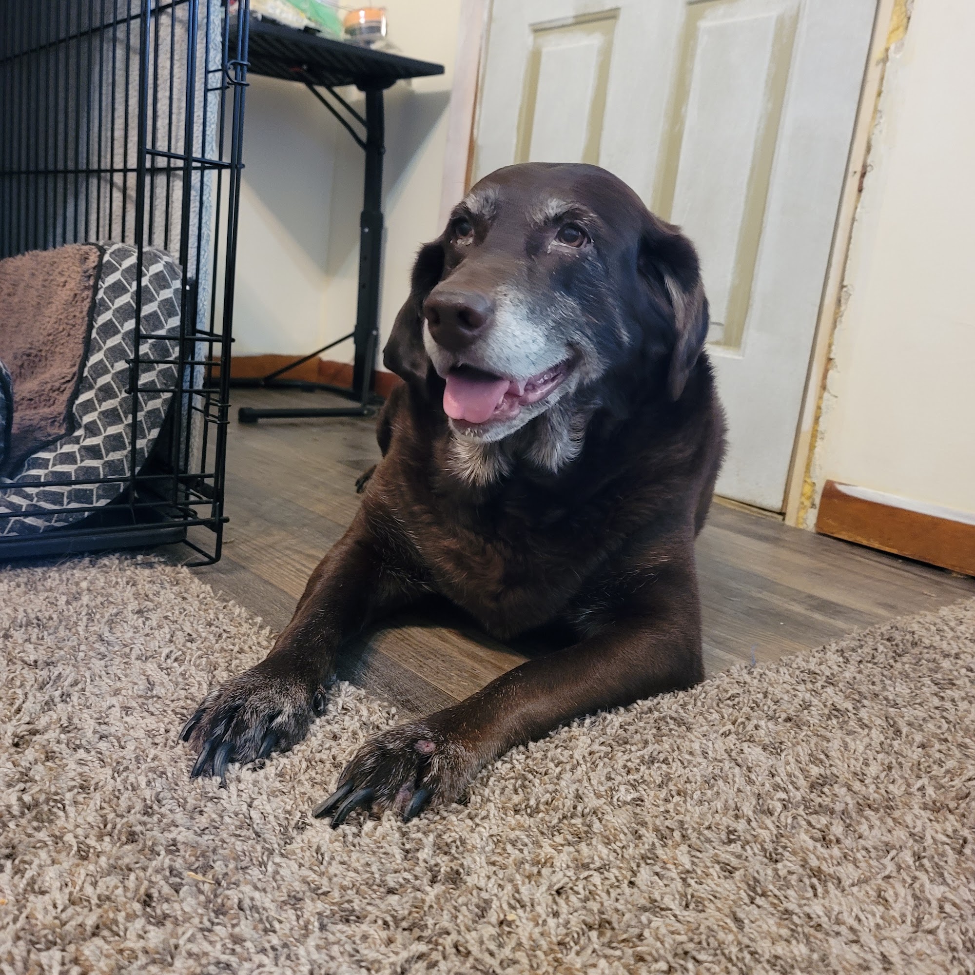 Mexico Animal Hospital Mexico