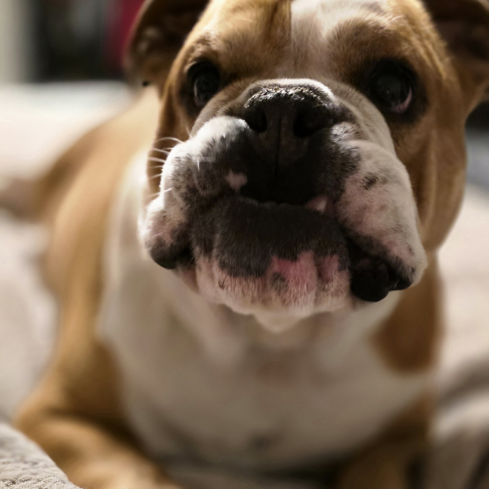 Green Hills Veterinary Clinic Moberly