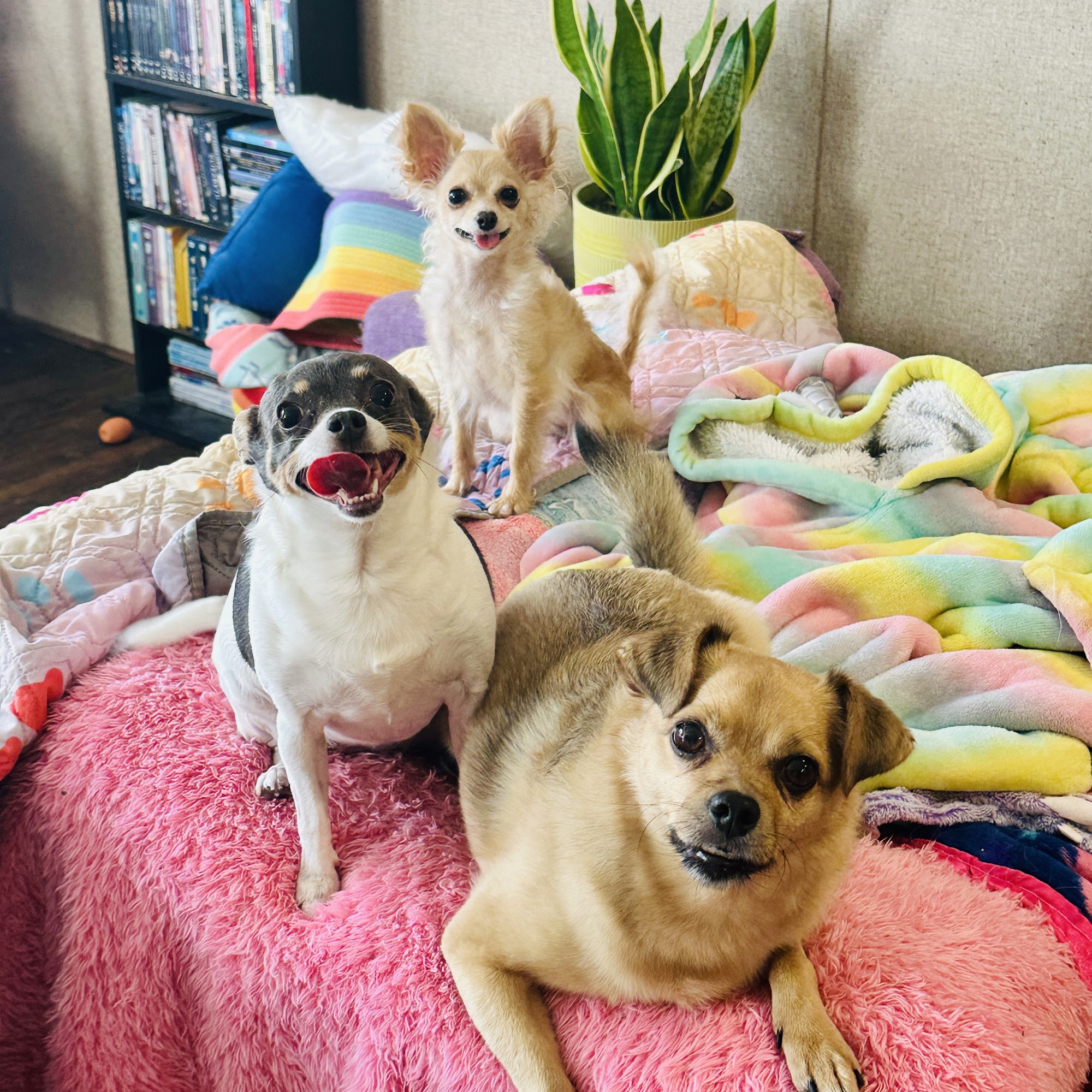 Sugar Creek Veterinary Services Moberly