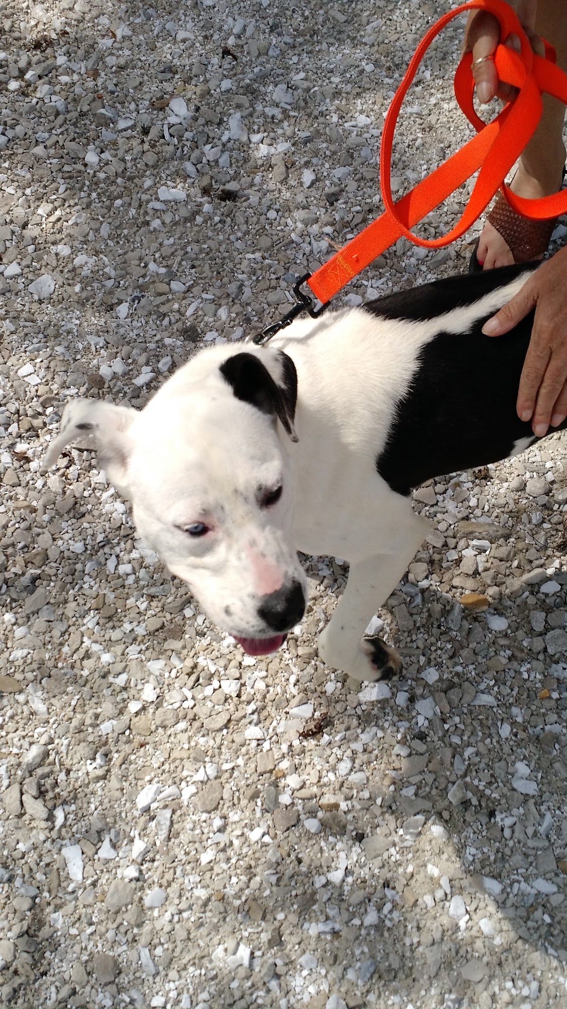 Moberly animal shelter Moberly