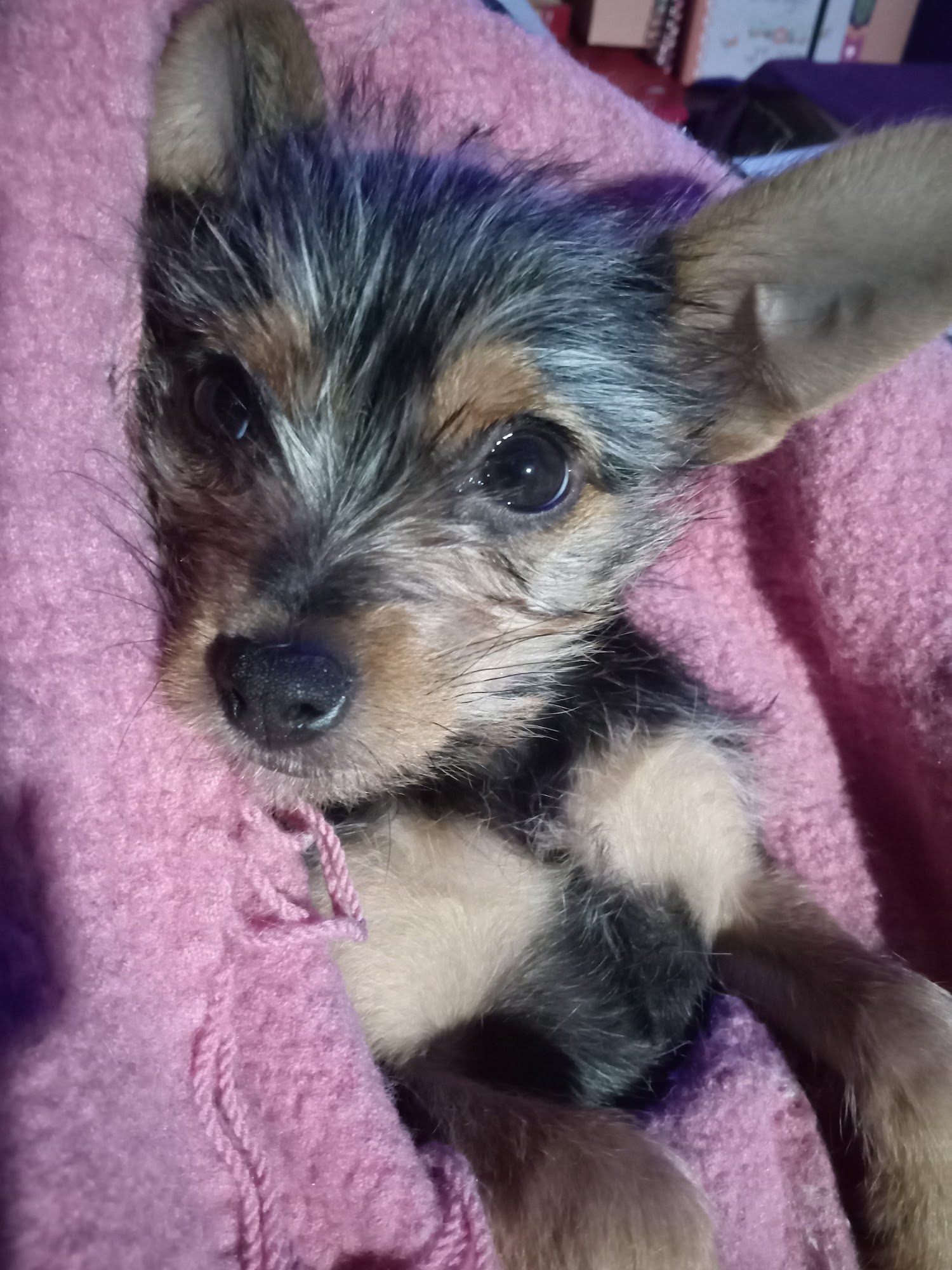 Country View Animal Clinic- Dr. Charles L Wallace DVM Monett