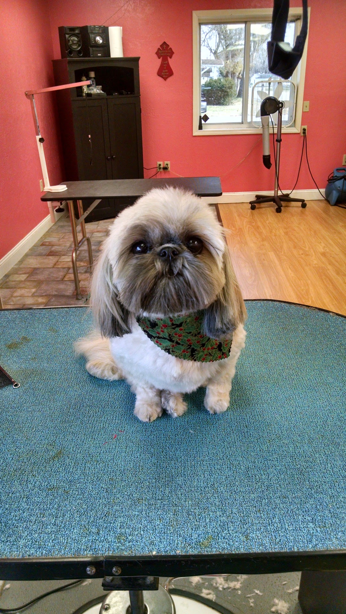 Michelle's Dog gone Grooming Salon