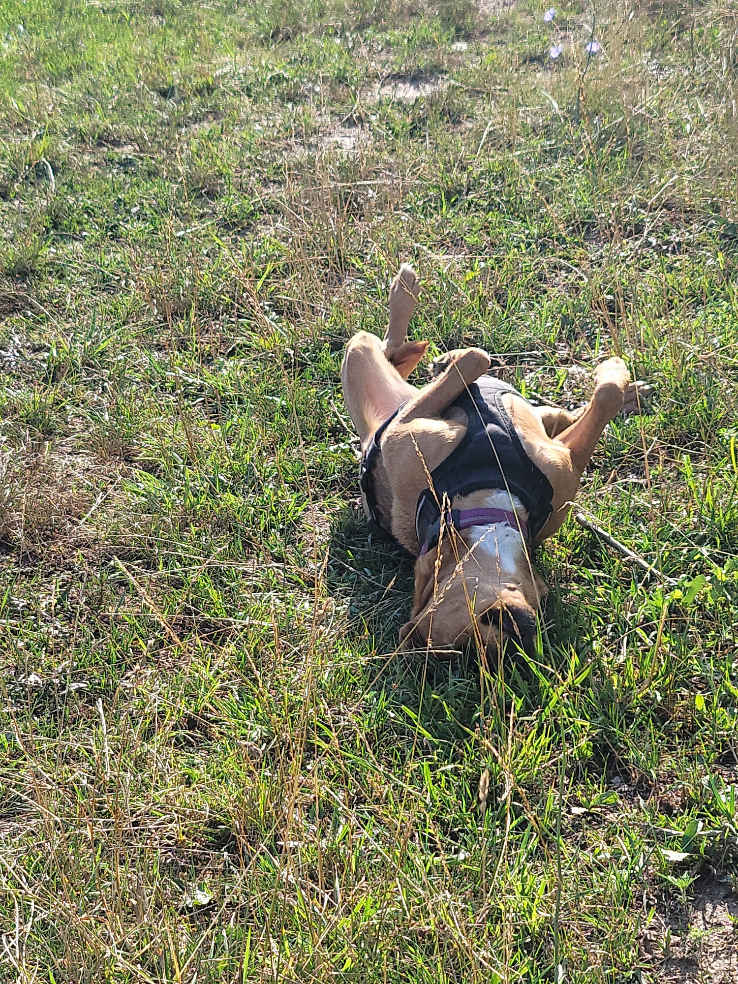 Whetstone Veterinary Clinic Mountain Grove