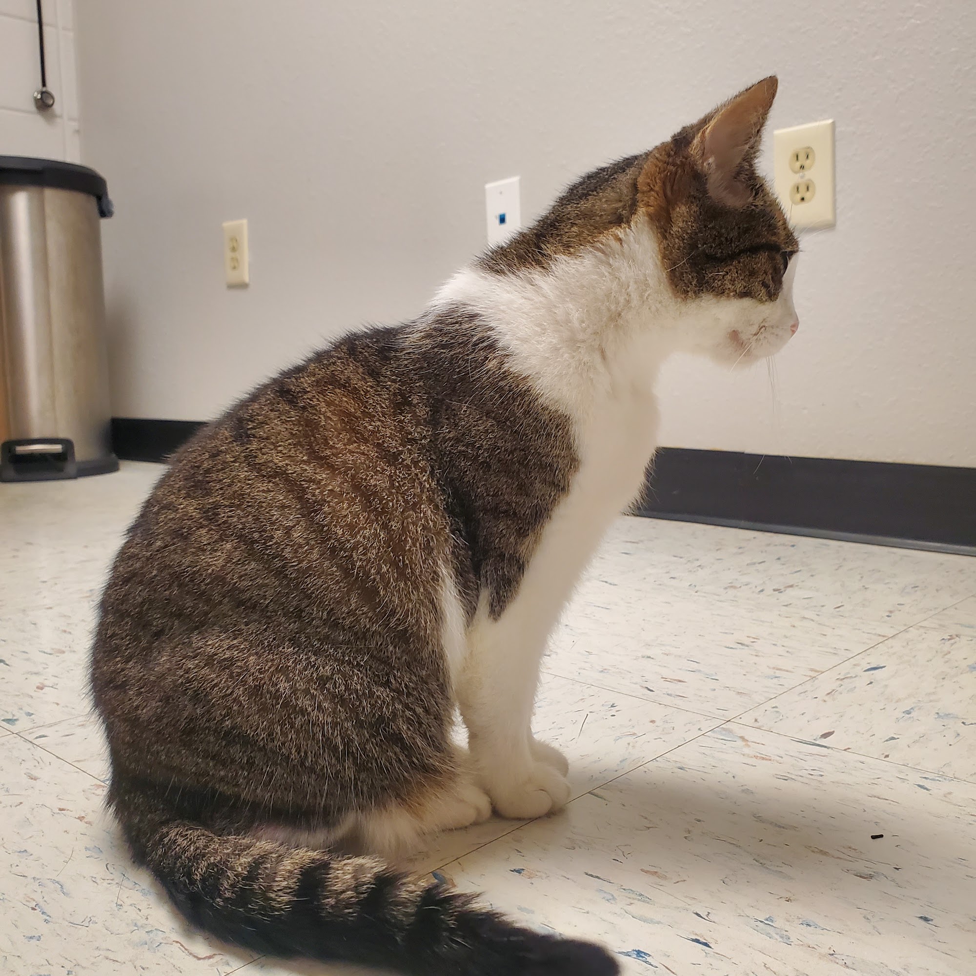 Whetstone Veterinary Clinic Mountain Grove