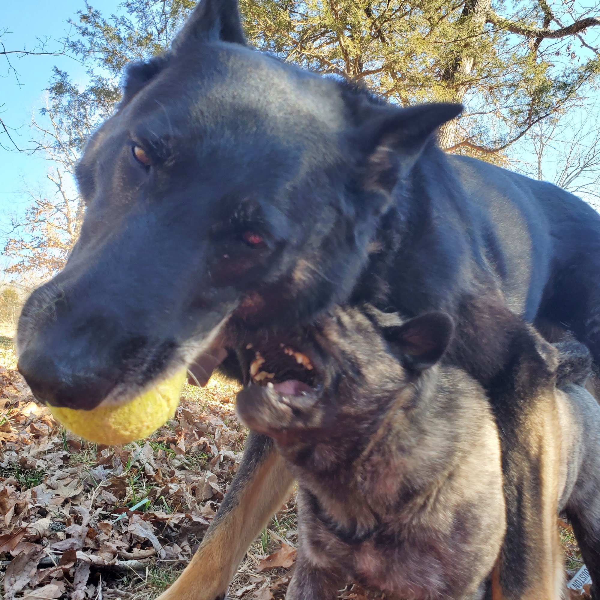 Williams Veterinary Service Mountain Grove