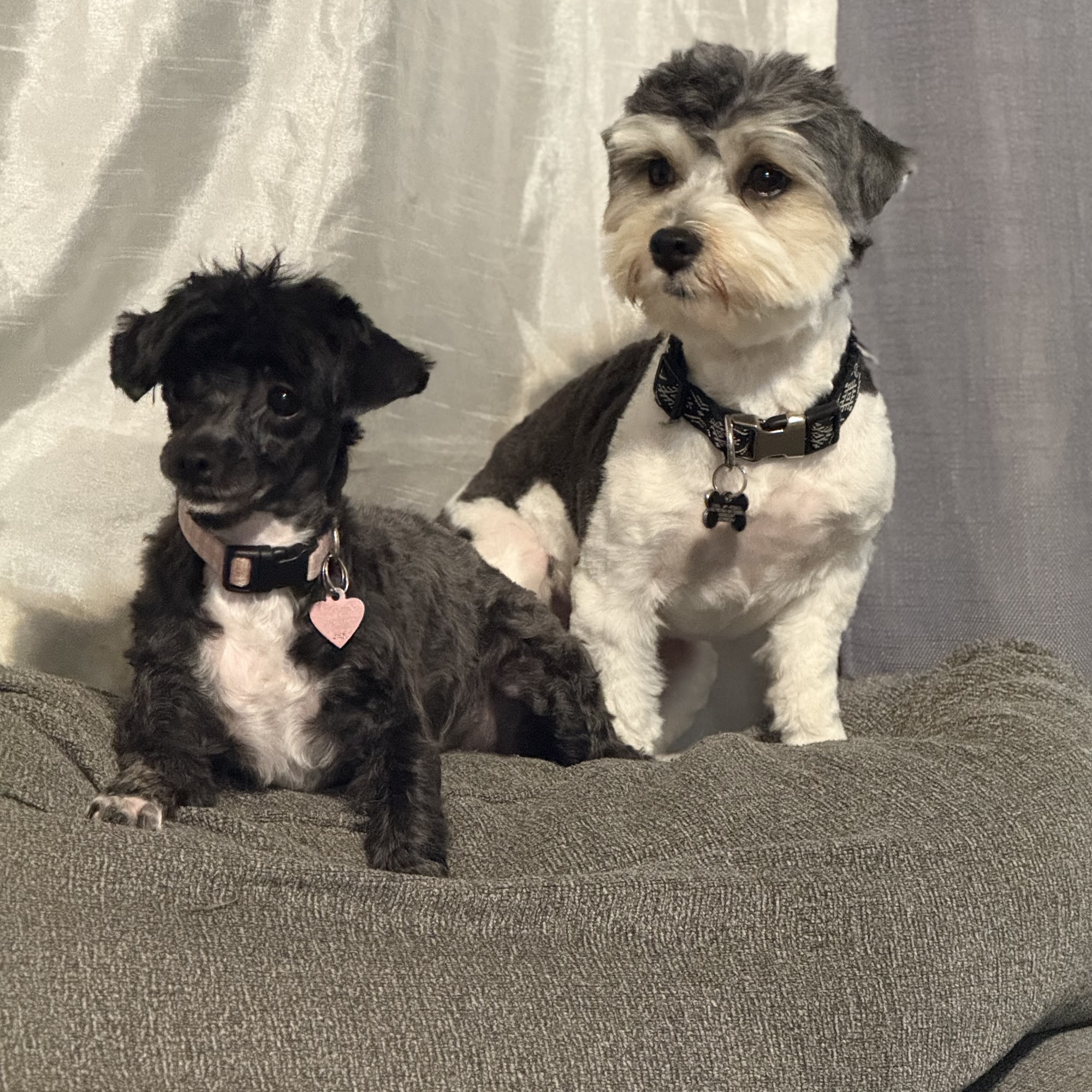 The Groom Shack Mountain Grove