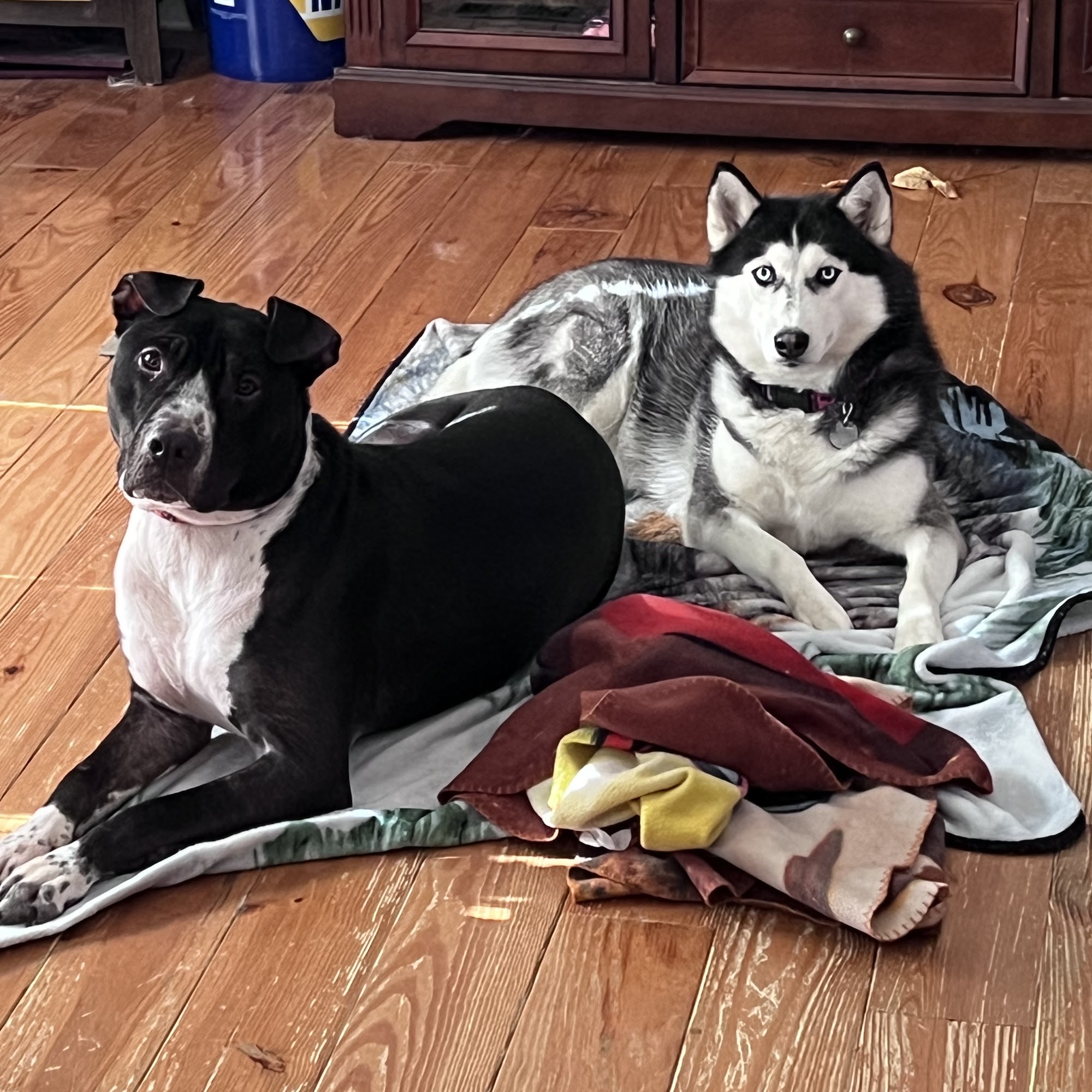 Animal Hospital Neosho