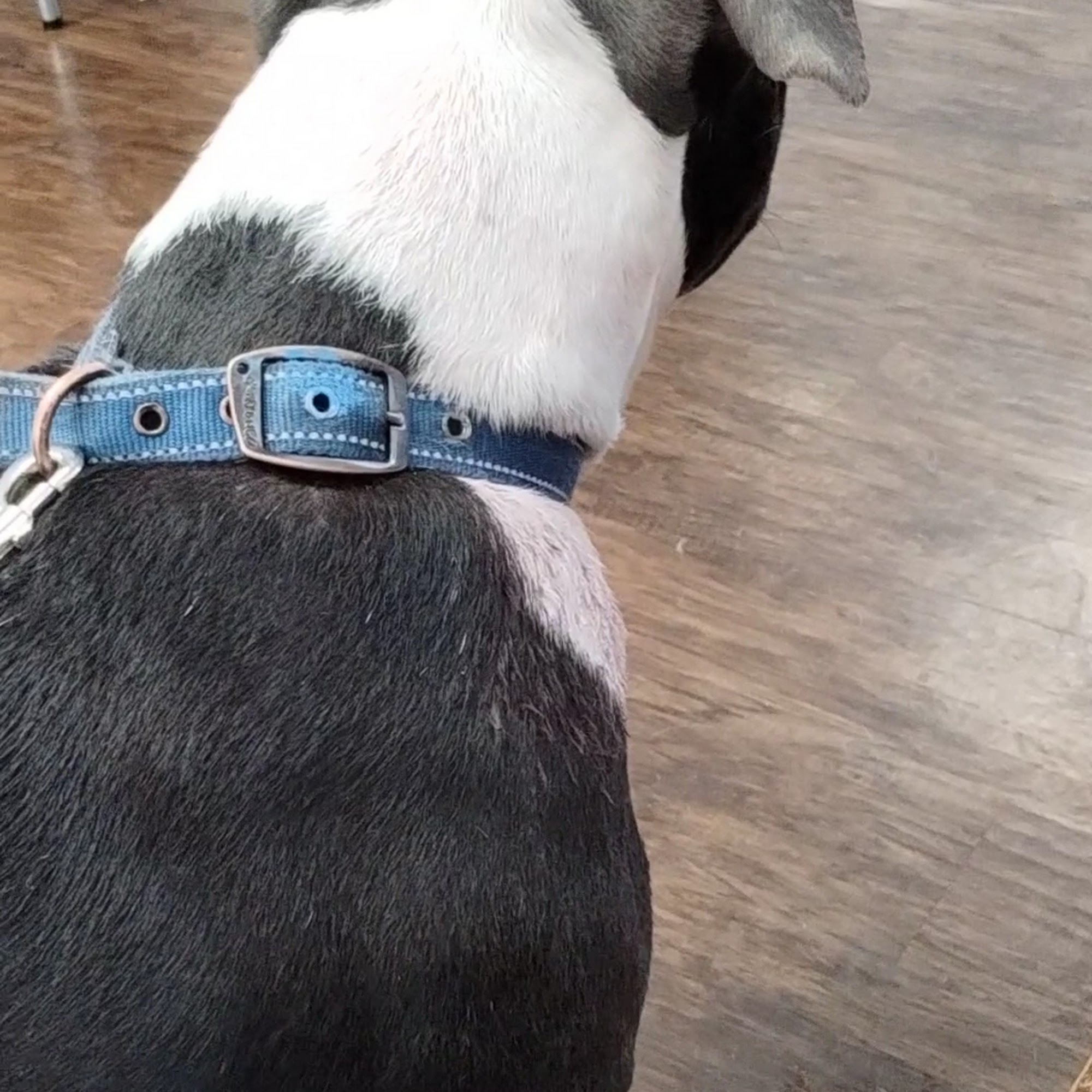 Midway Veterinary Clinic Neosho