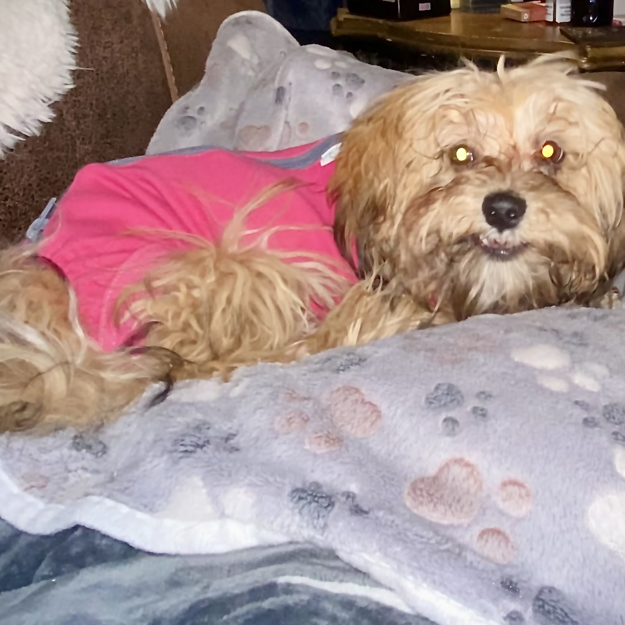 Nevada Veterinary Clinic Nevada