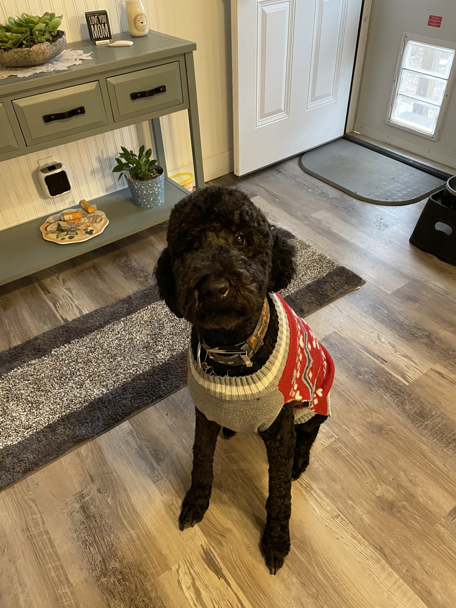 Nevada Veterinary Clinic Nevada