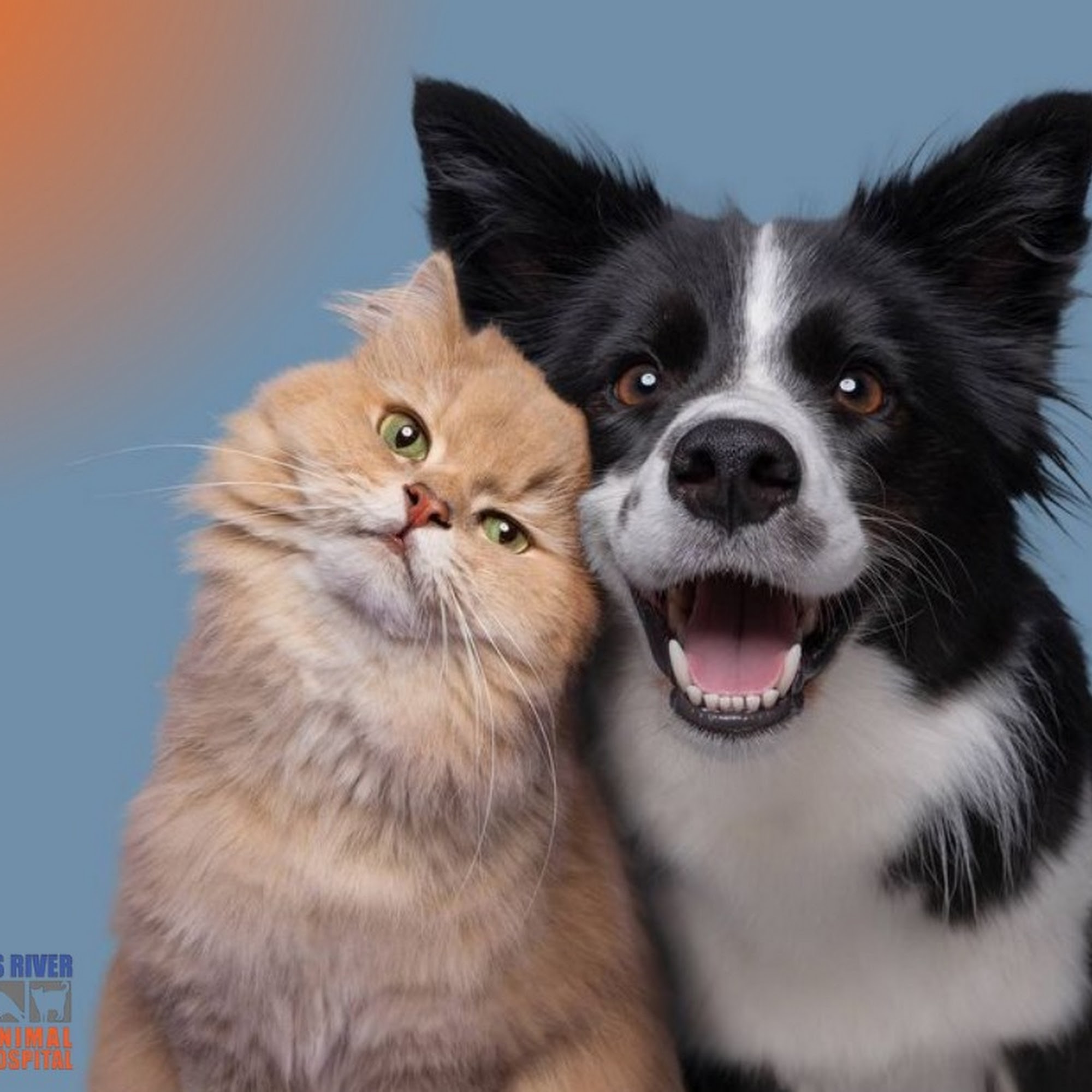 James River Animal Hospital Nixa