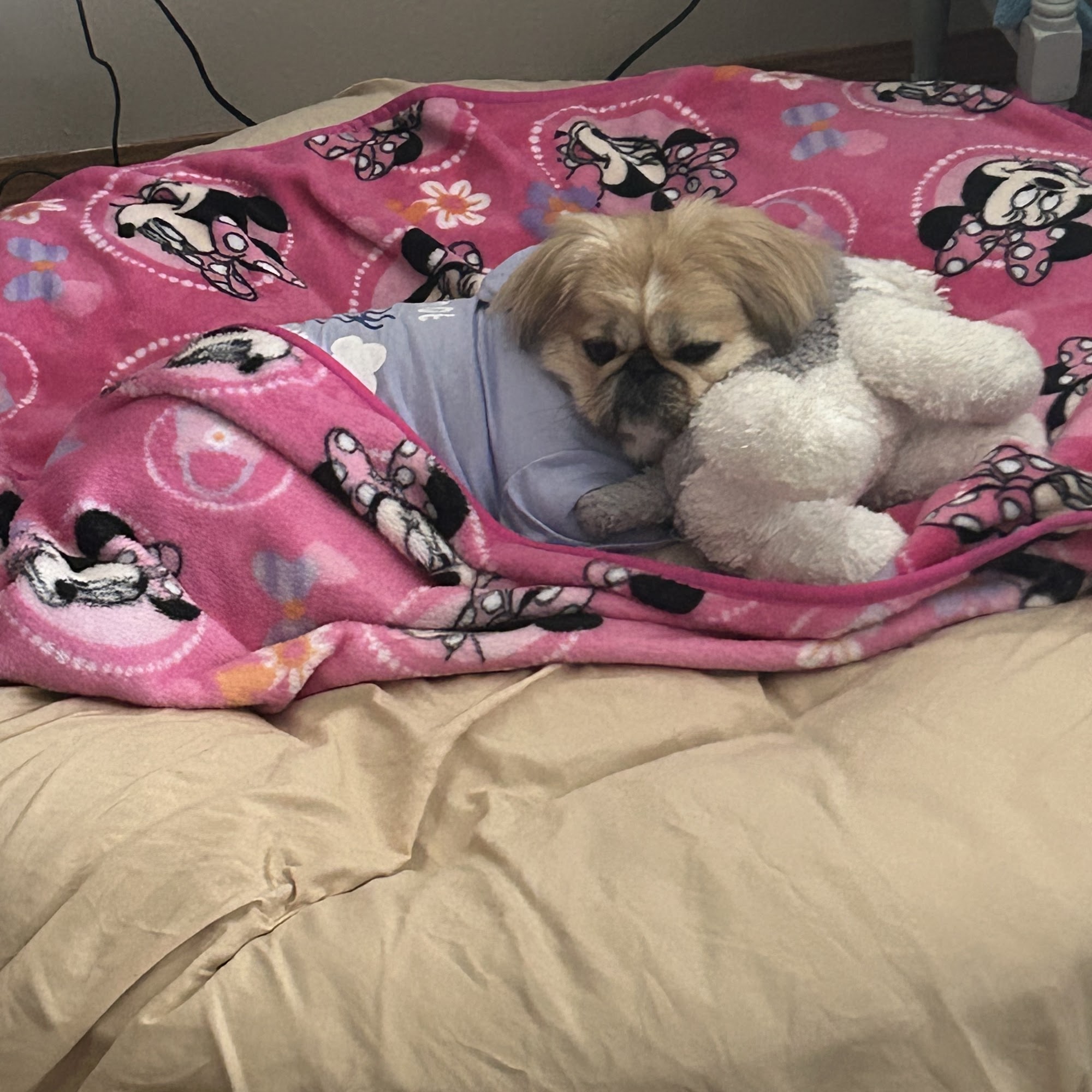 Seven Hills Veterinary Clinic Nixa