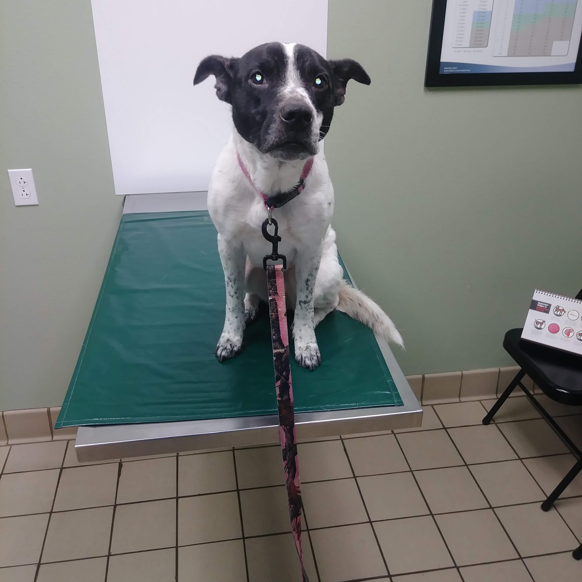 Gentle Care Animal Hospital Nixa