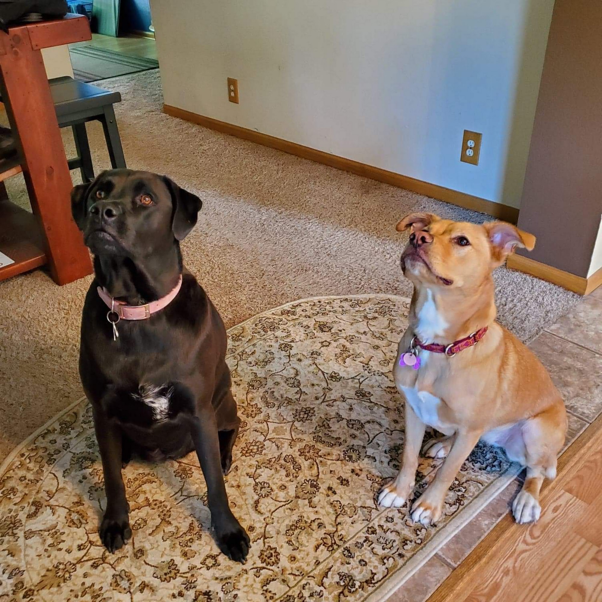 Oak Grove Animal Clinic Oak Grove