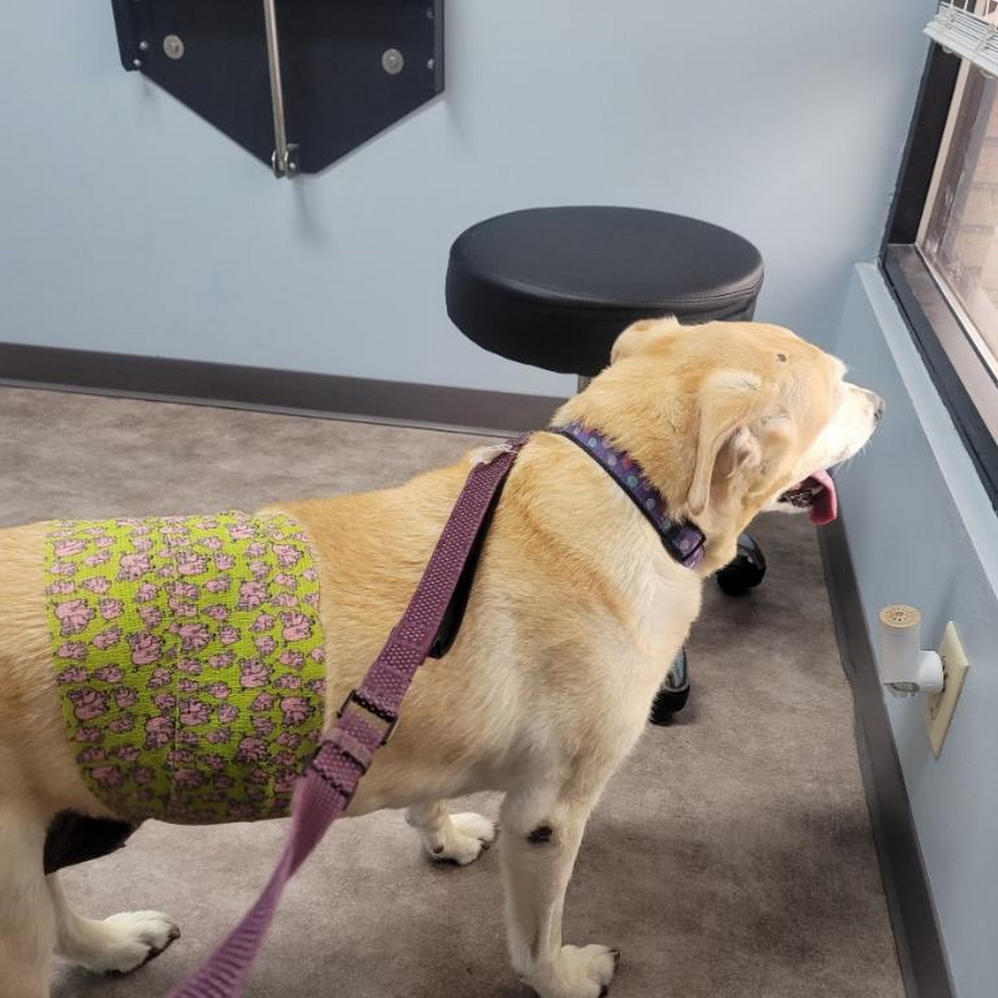 Animal Emergency Clinic O'Fallon