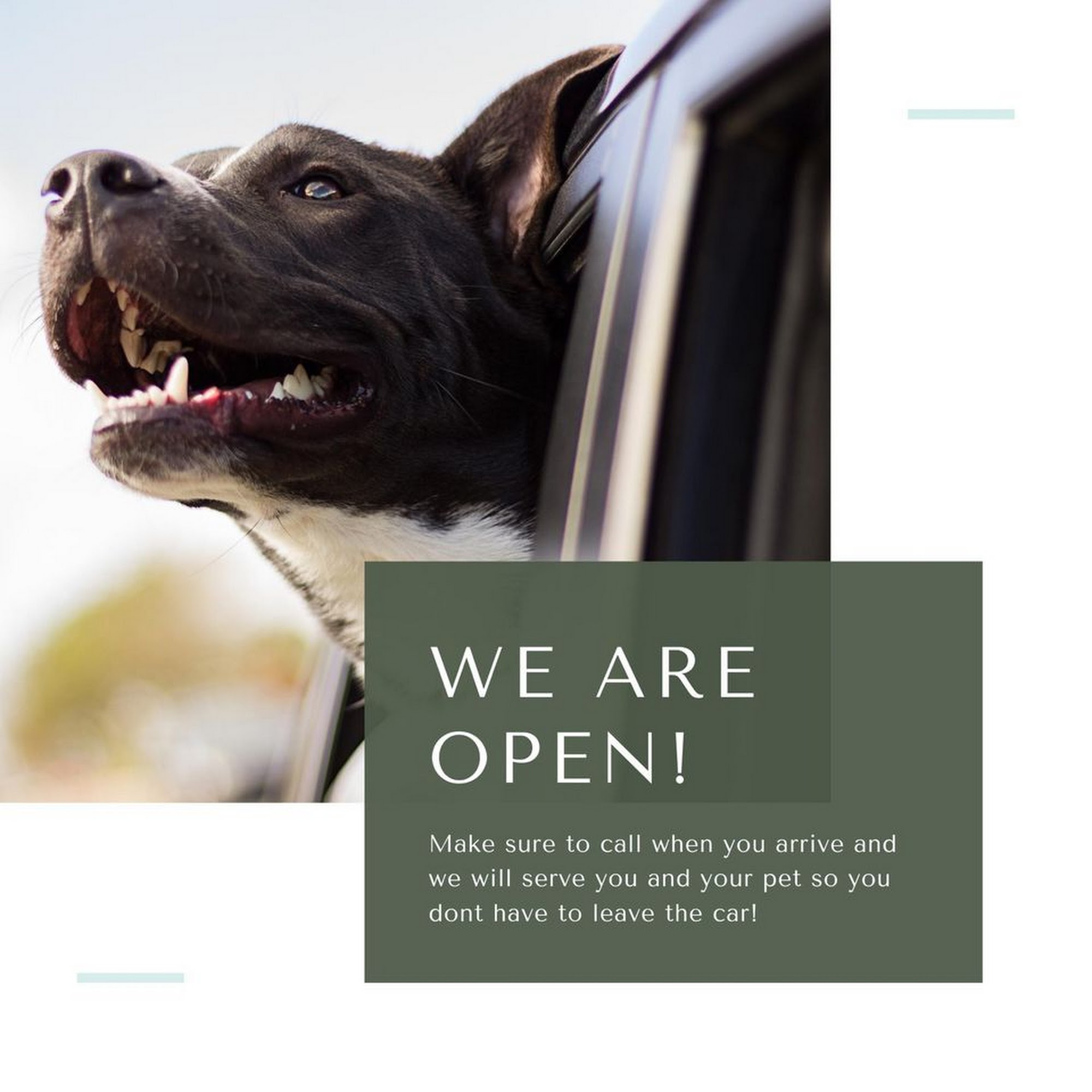 North Main Animal Hospital O'Fallon