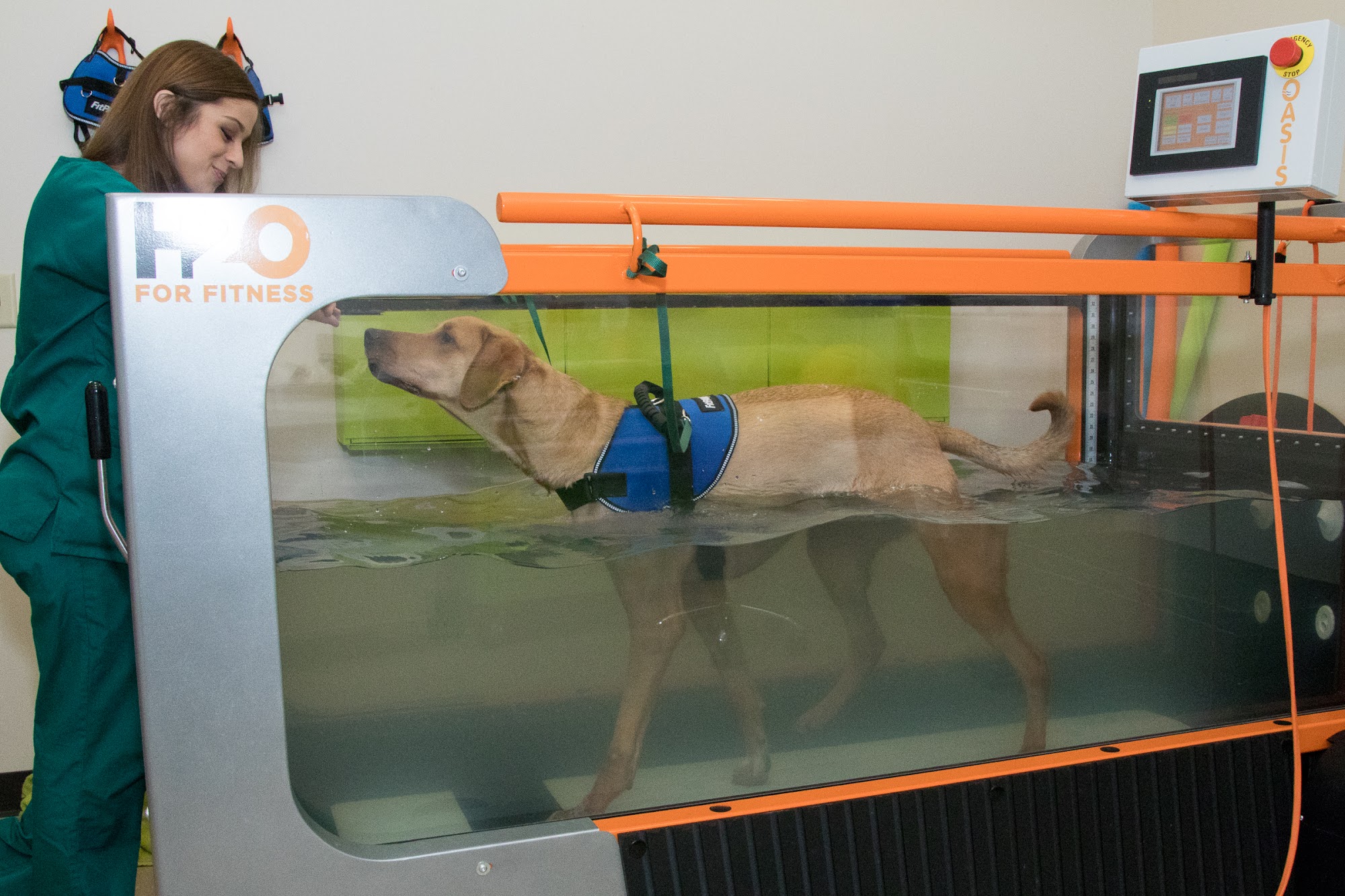 Back on Track Veterinary Hospital & Rehabilitation Center O'Fallon