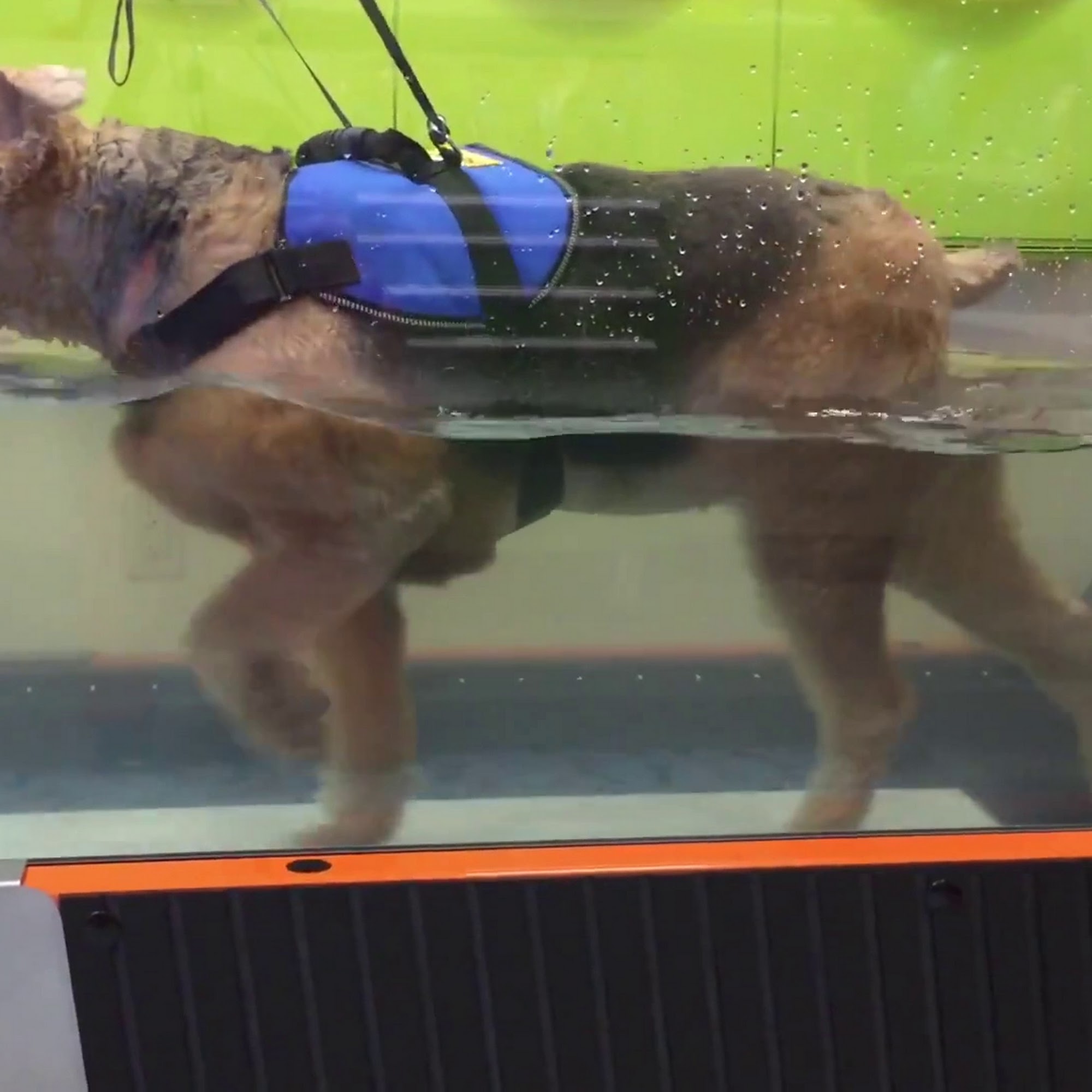 Back on Track Veterinary Hospital & Rehabilitation Center O'Fallon