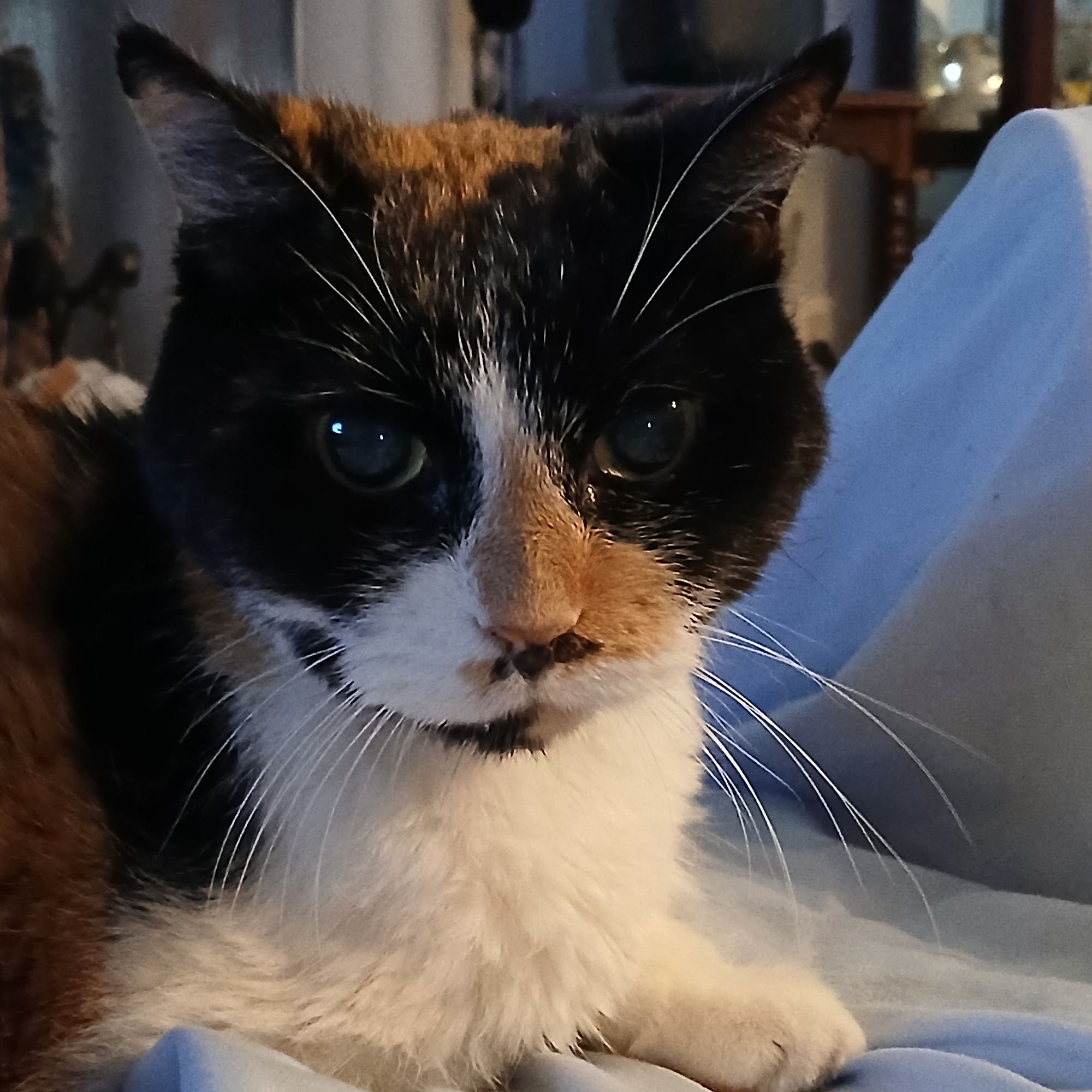 Gentle Doctor Animal Hospital O'Fallon