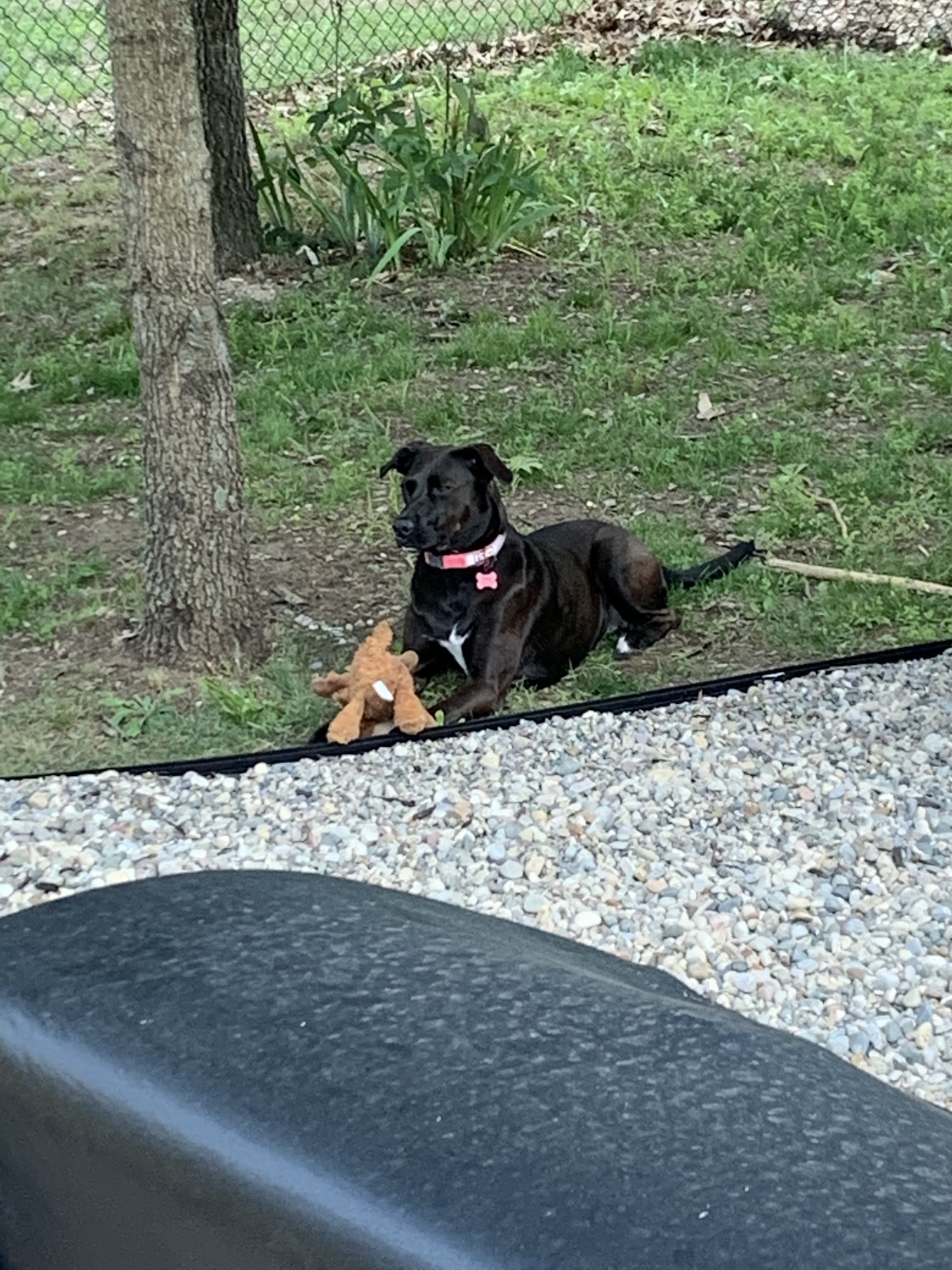 Gentle Doctor Animal Hospital O'Fallon