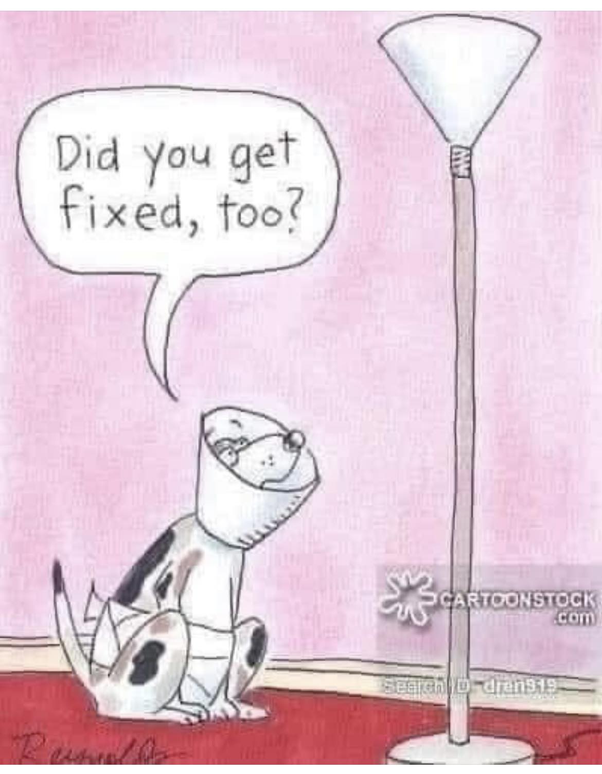 Dames Bark Grooming O'Fallon