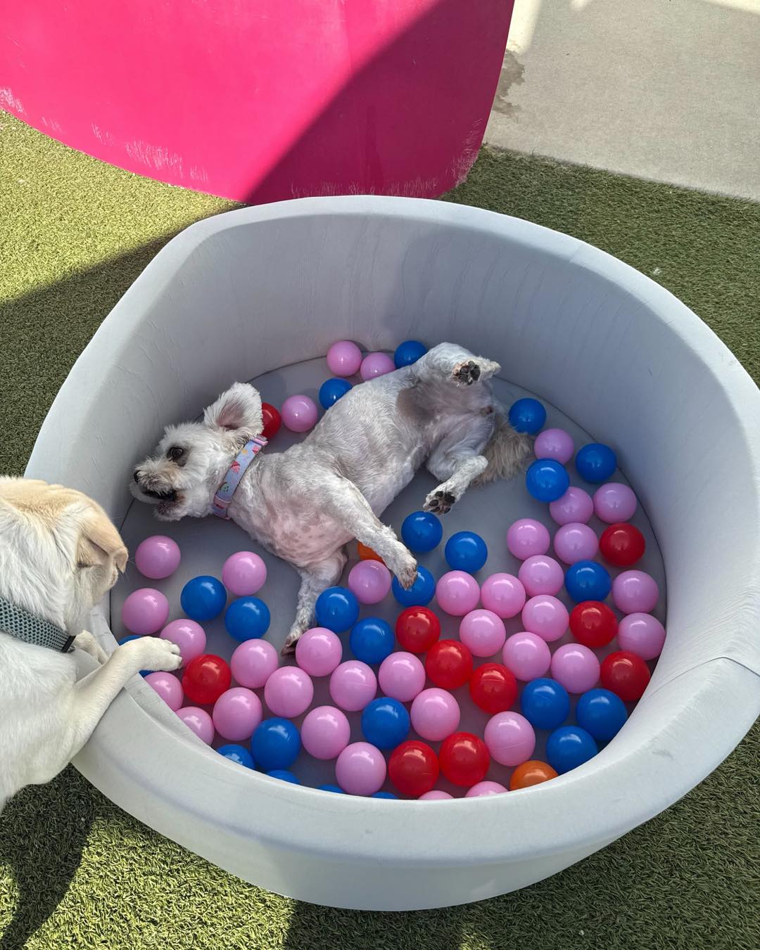 Yuppy Puppy Pet Spa O'Fallon