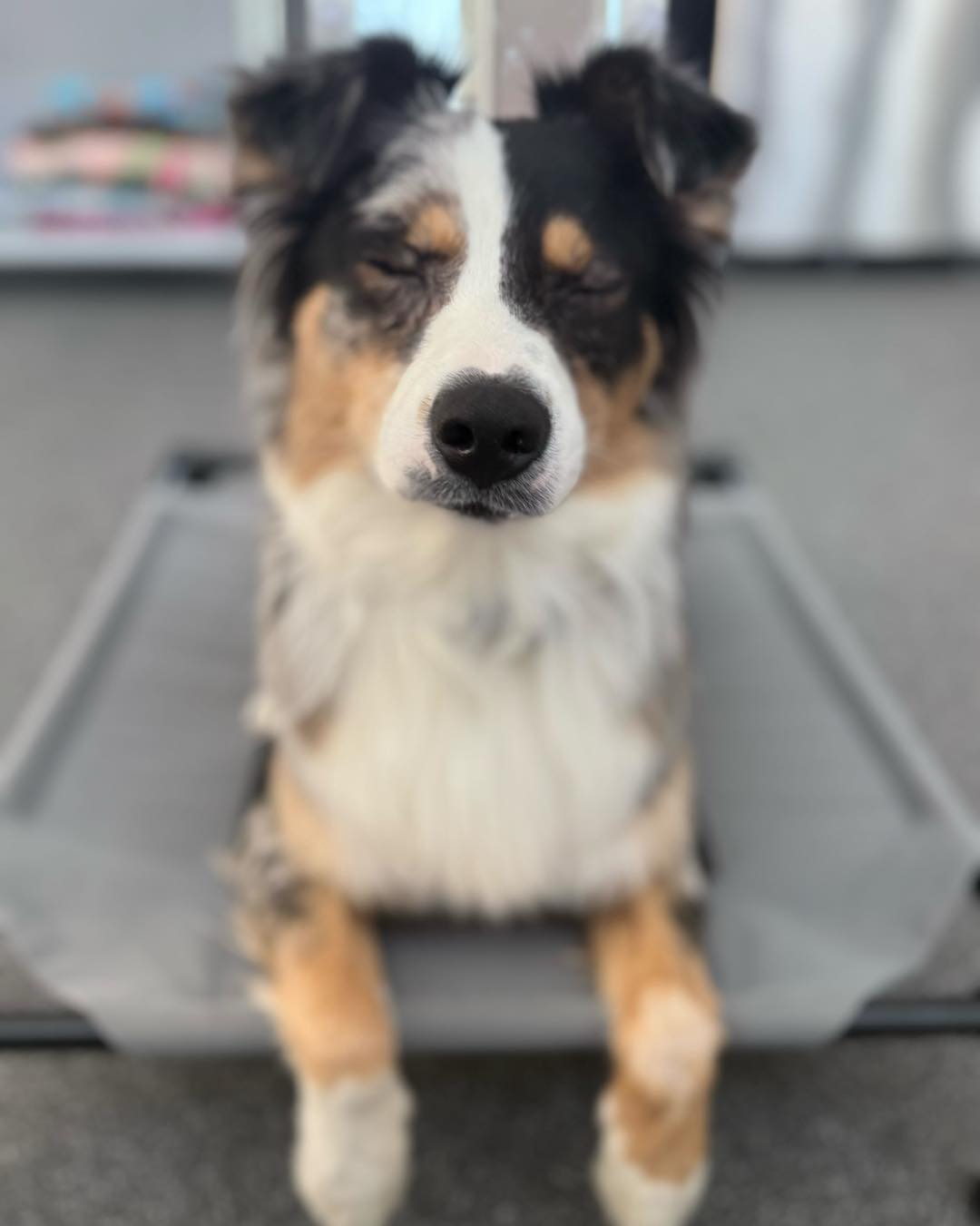 Yuppy Puppy Pet Spa O'Fallon