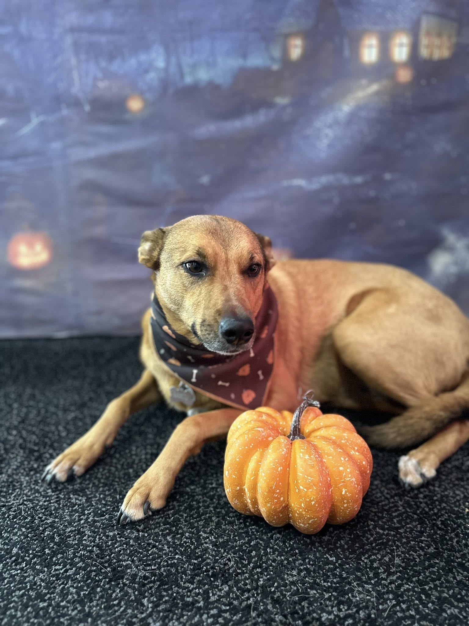 Harper's Dog House O'Fallon