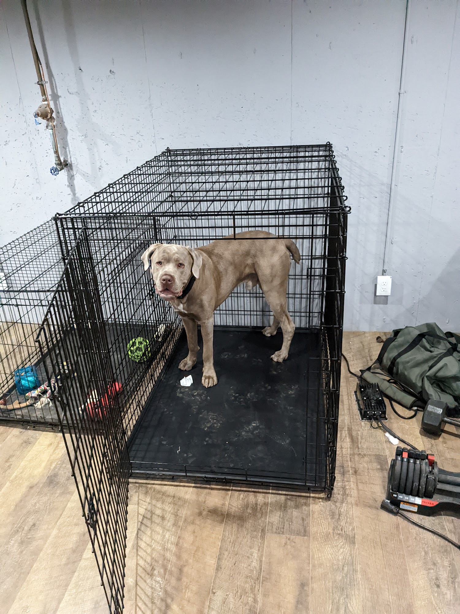 Nutz About Mutz Behavior & Training Services O'Fallon