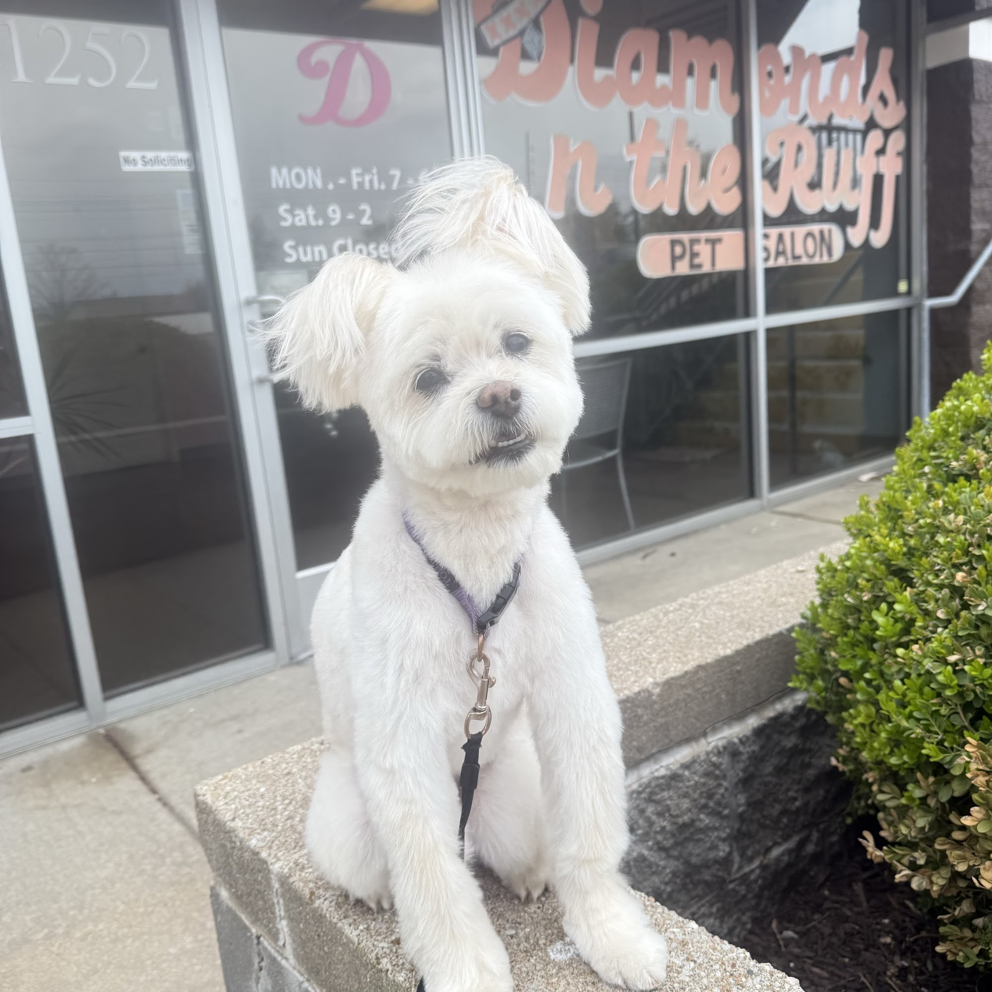 Diamonds n the Ruff O'Fallon