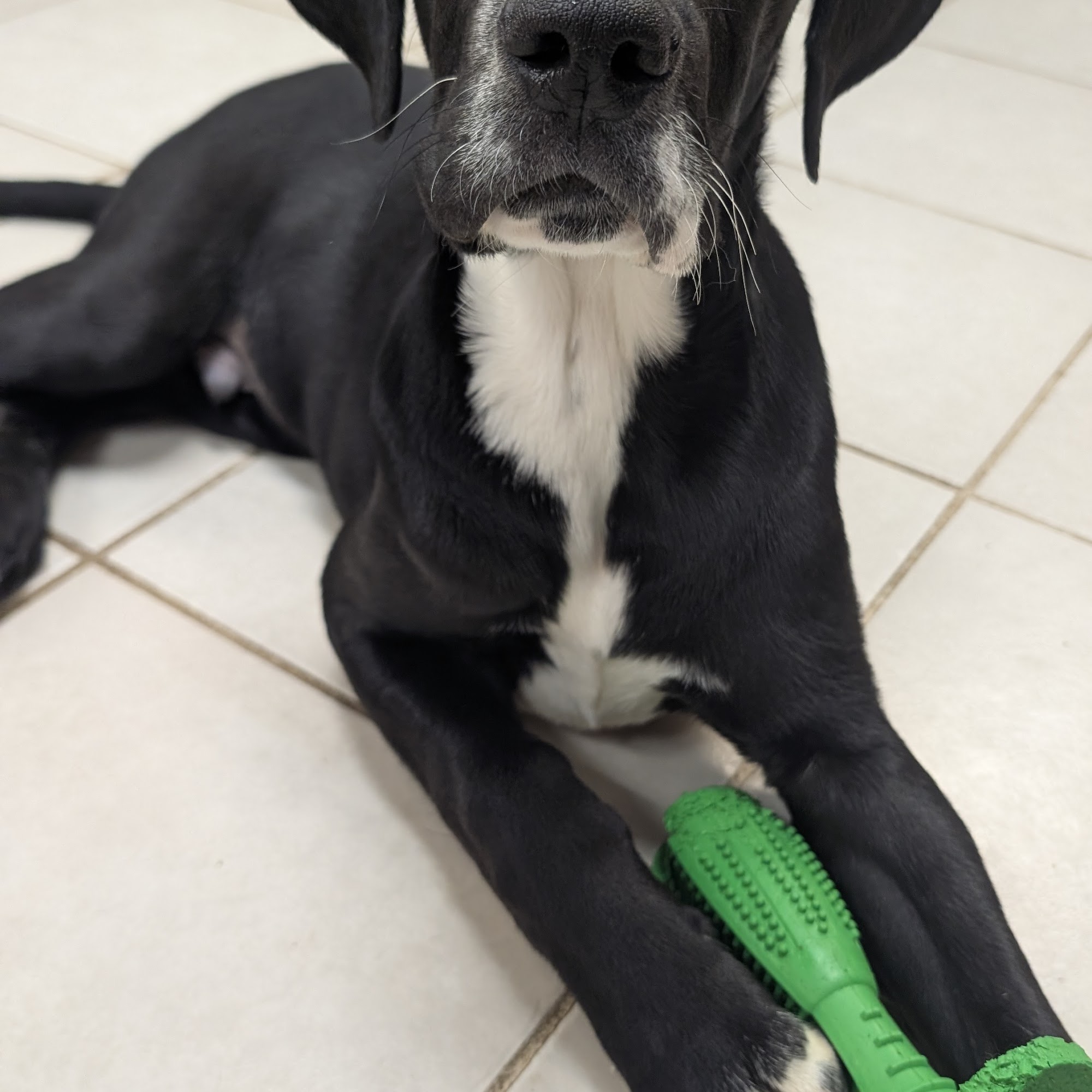 Dogwood Shelter (Lake Crabtree County Park) Osage Beach