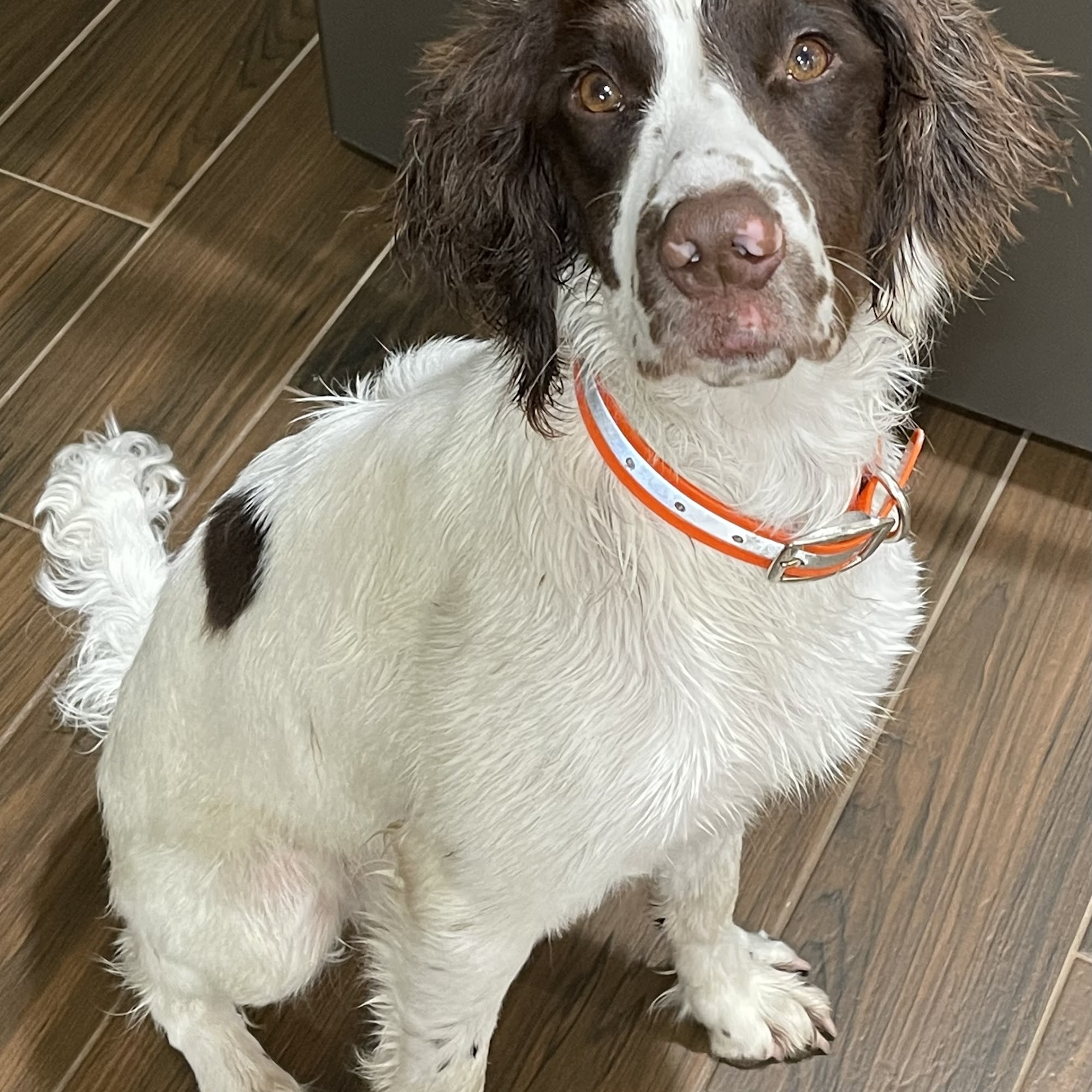 Sylvia's Pet Grooming Services Osage Beach