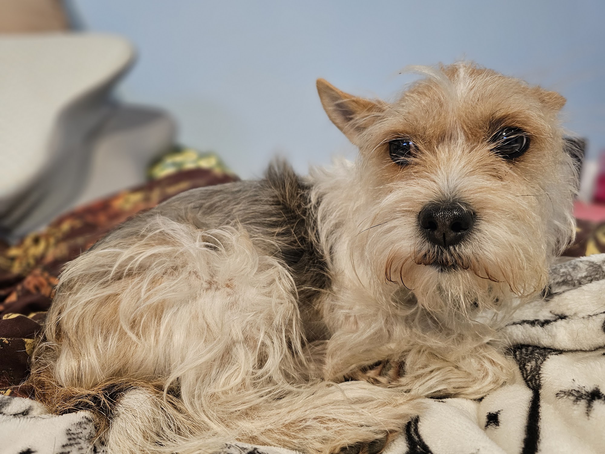 Pampered Pooch 1695 Price Rd, Owensville Missouri 65066